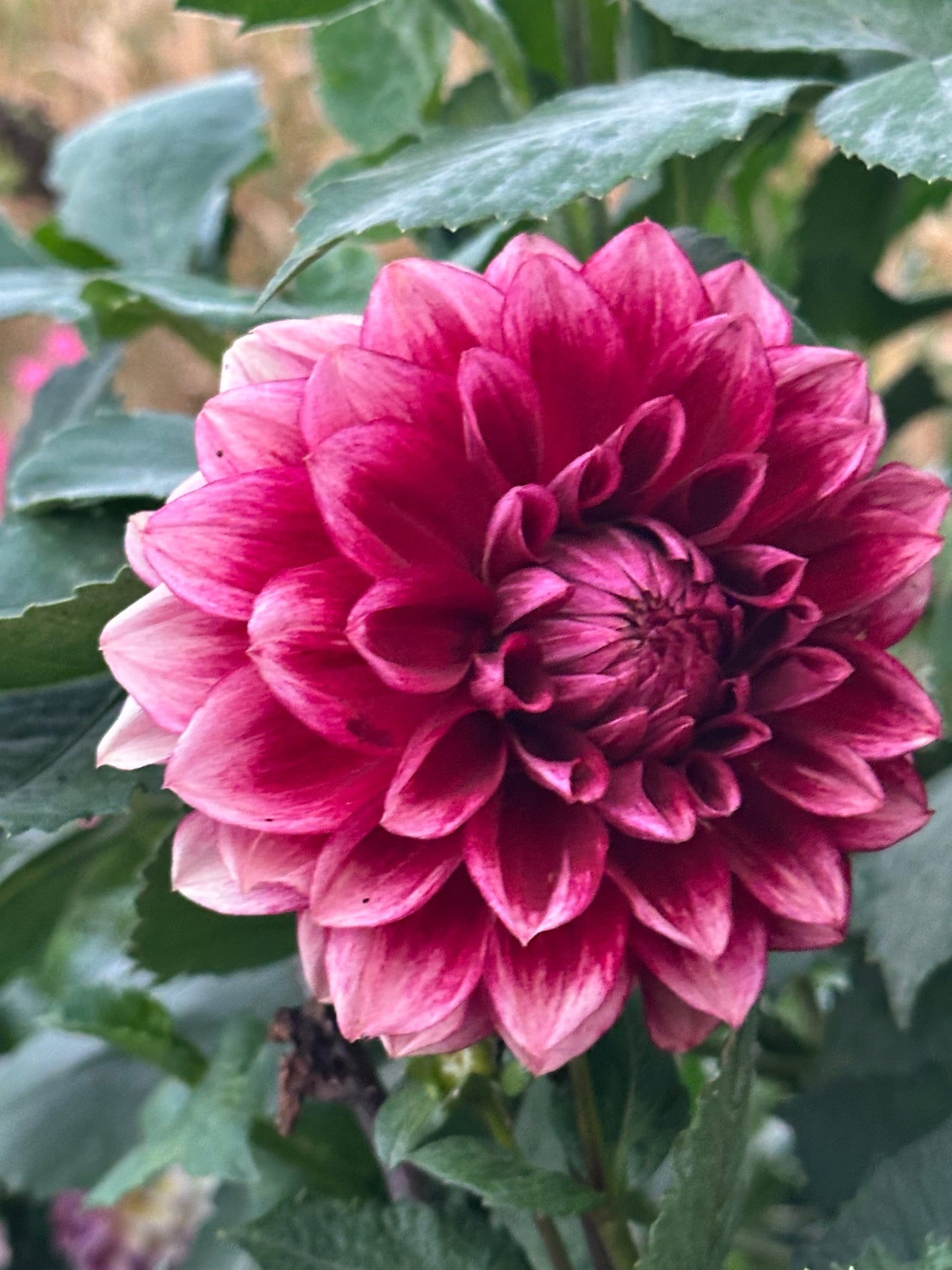 Bloomquist York Dahlia Tuber