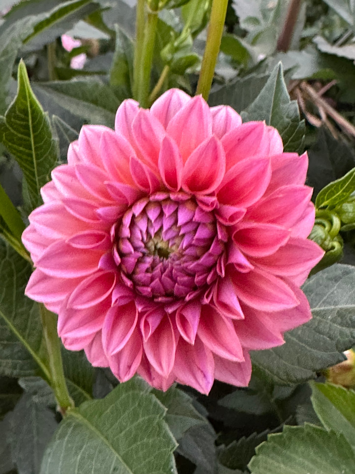 Ferncliff Carefree Dahlia Tuber