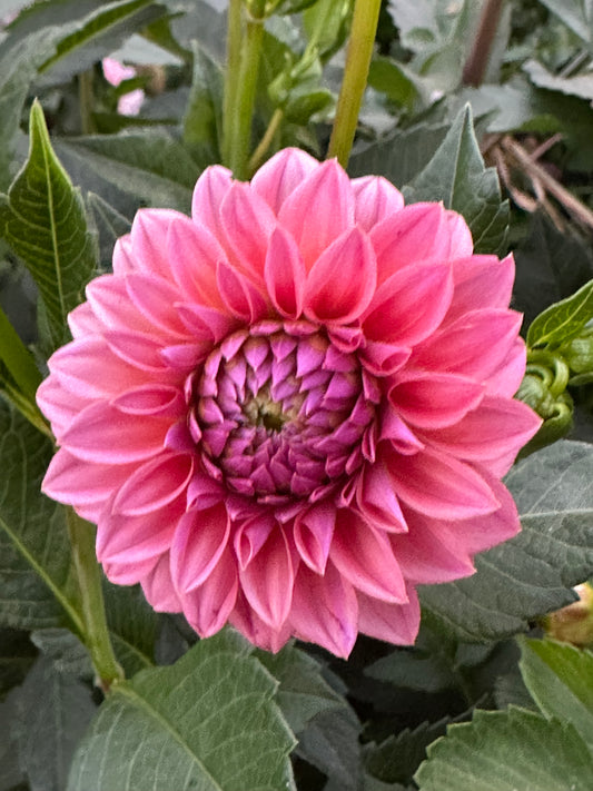 Ferncliff Carefree Dahlia Tuber