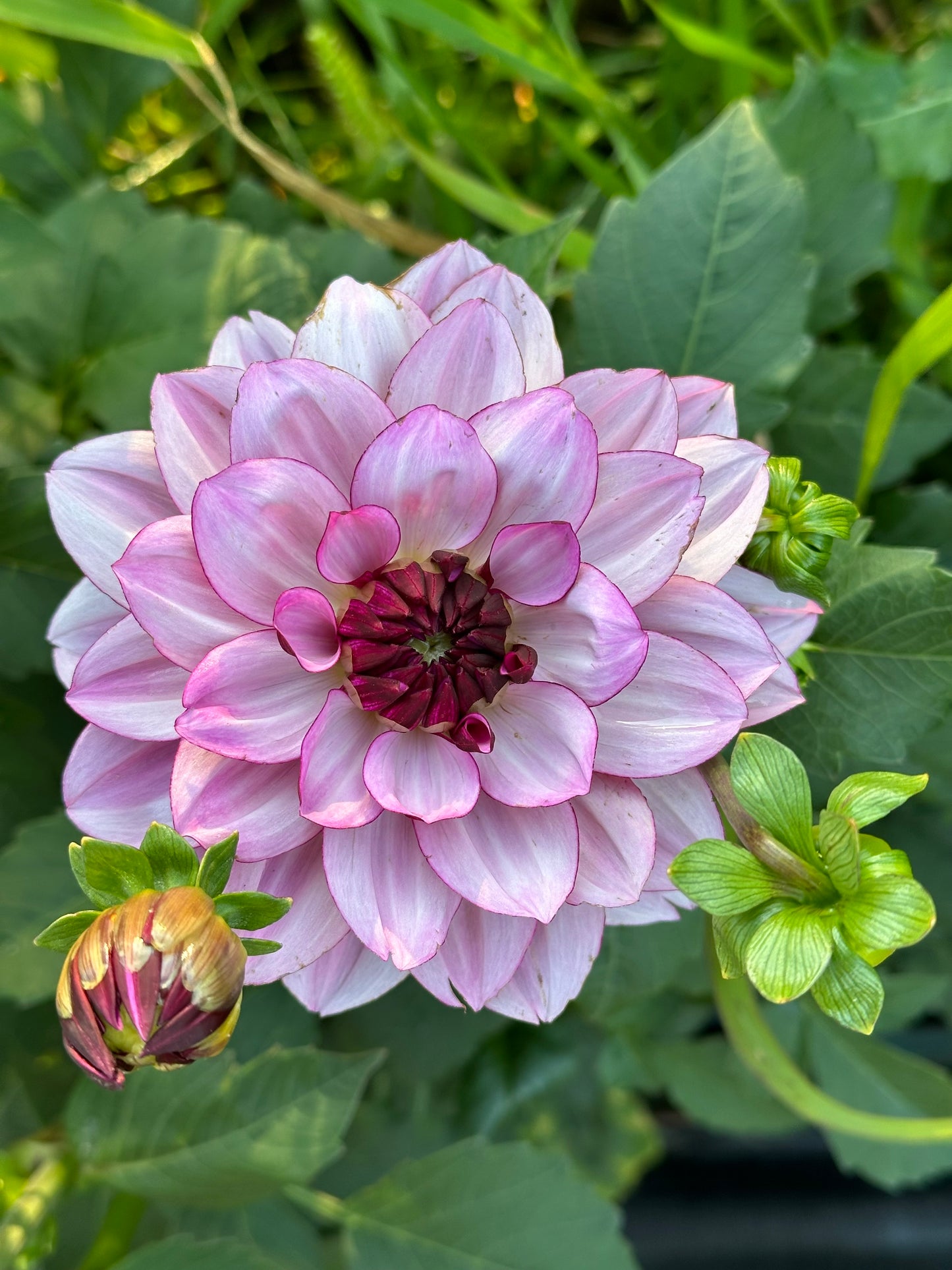 Creme De Cassis Dahlia Tuber