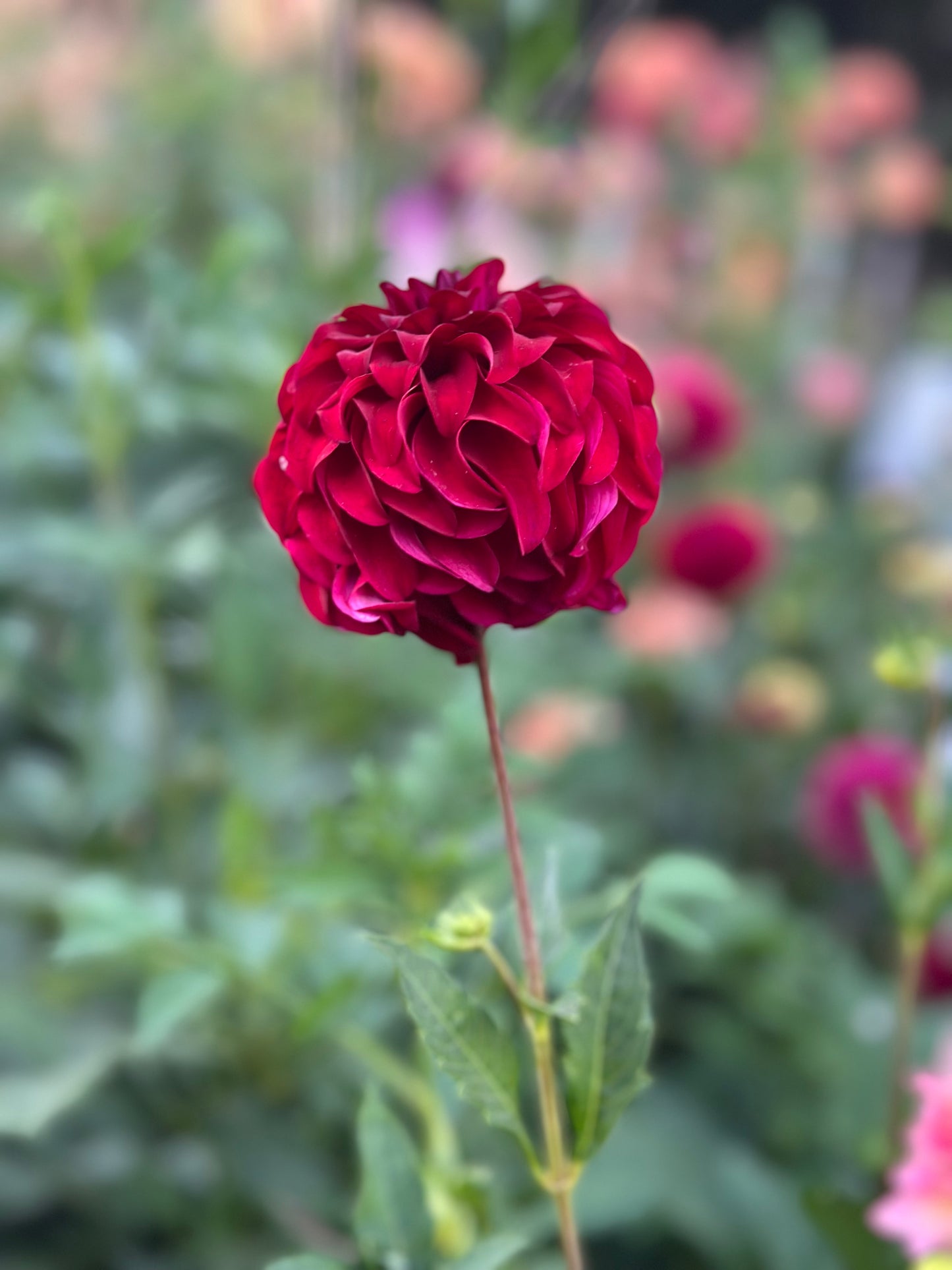 River's Penelope Dahlia Tuber