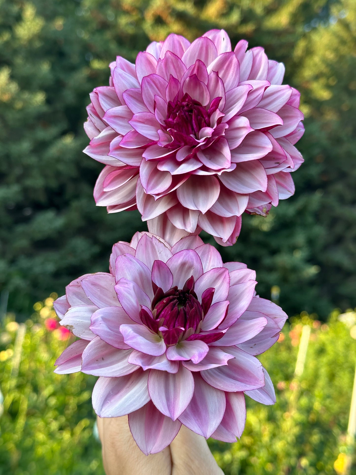Creme De Cassis Dahlia Tuber