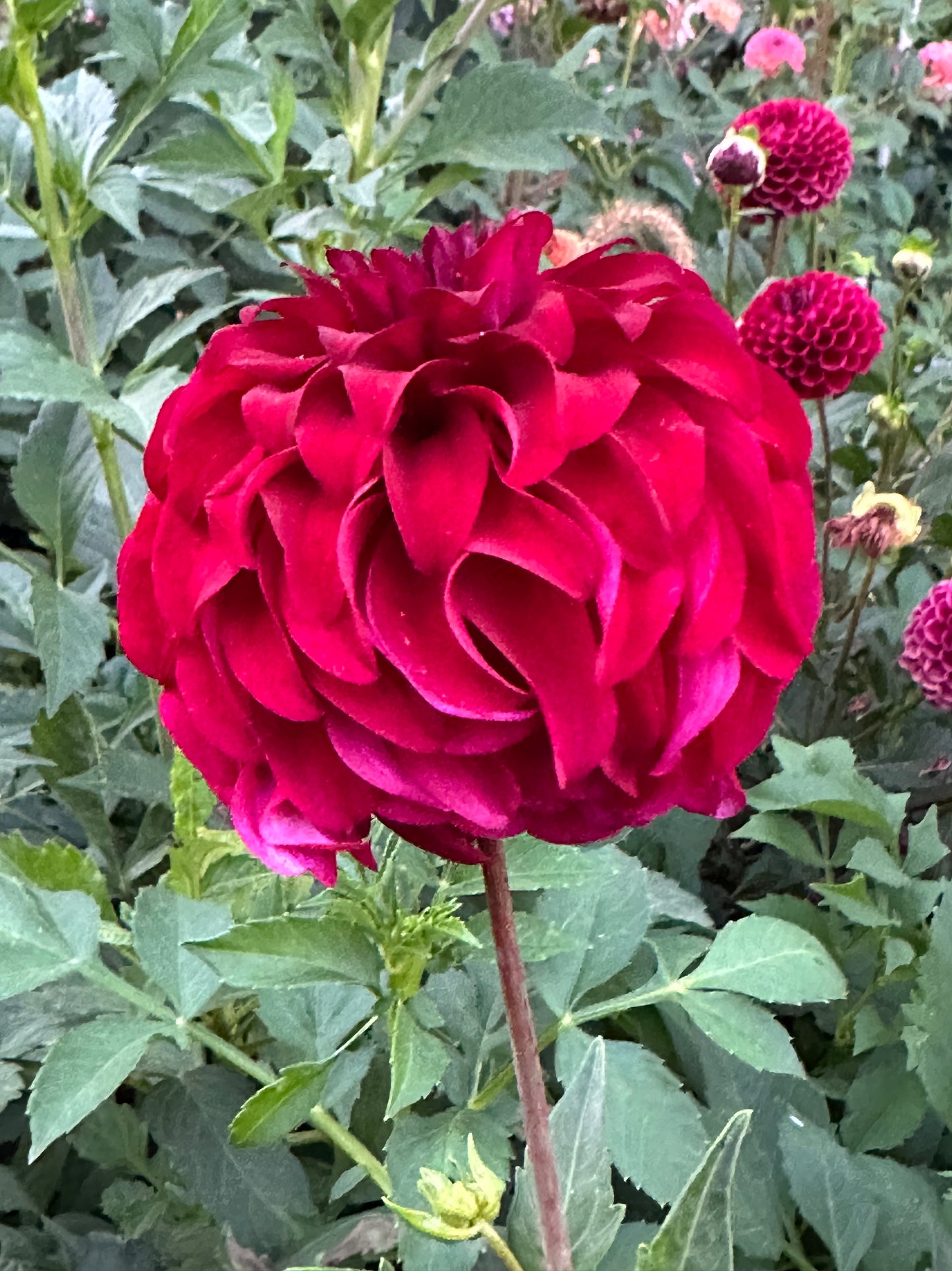 River's Penelope Dahlia Tuber