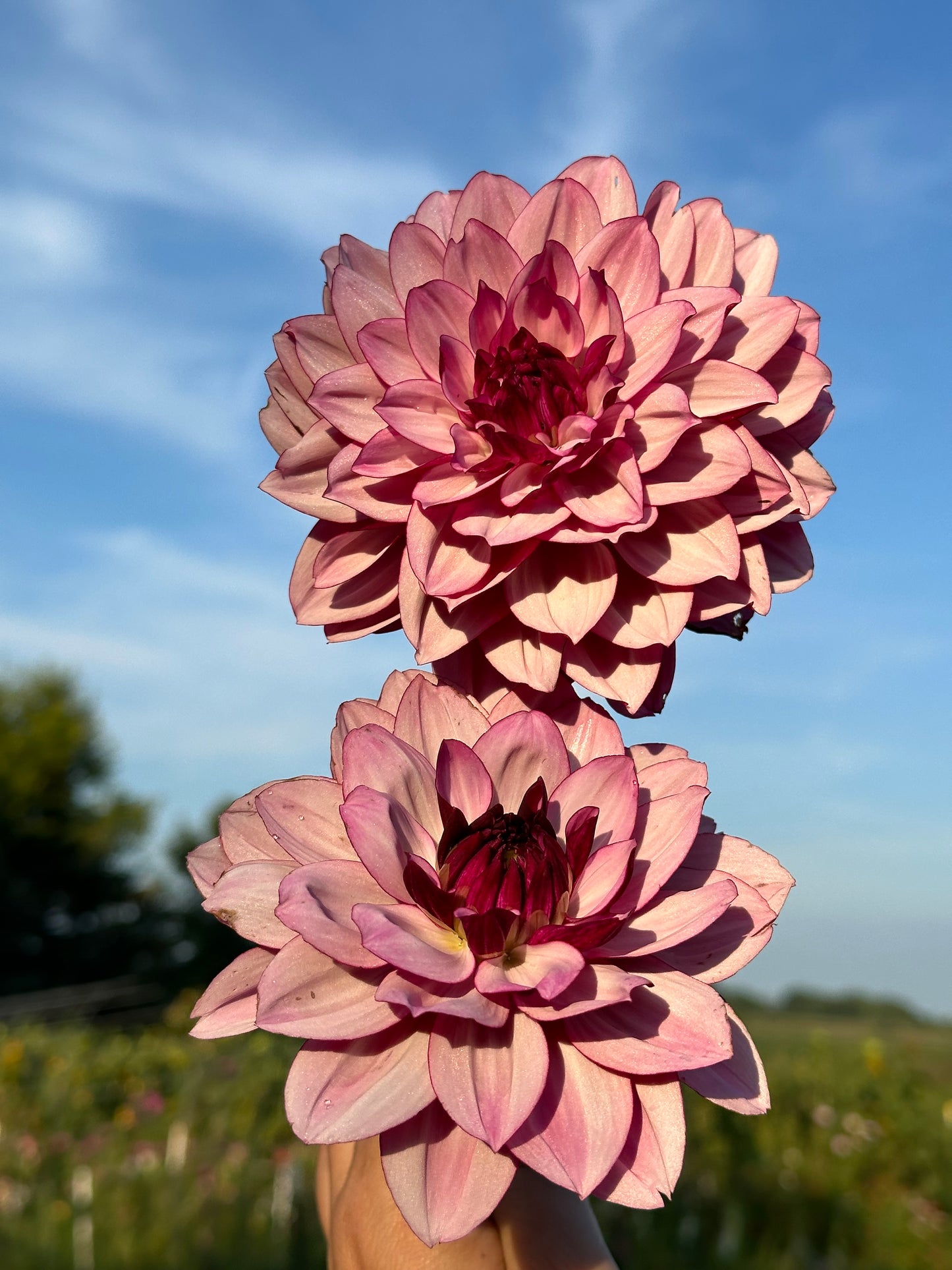 Creme De Cassis Dahlia Tuber