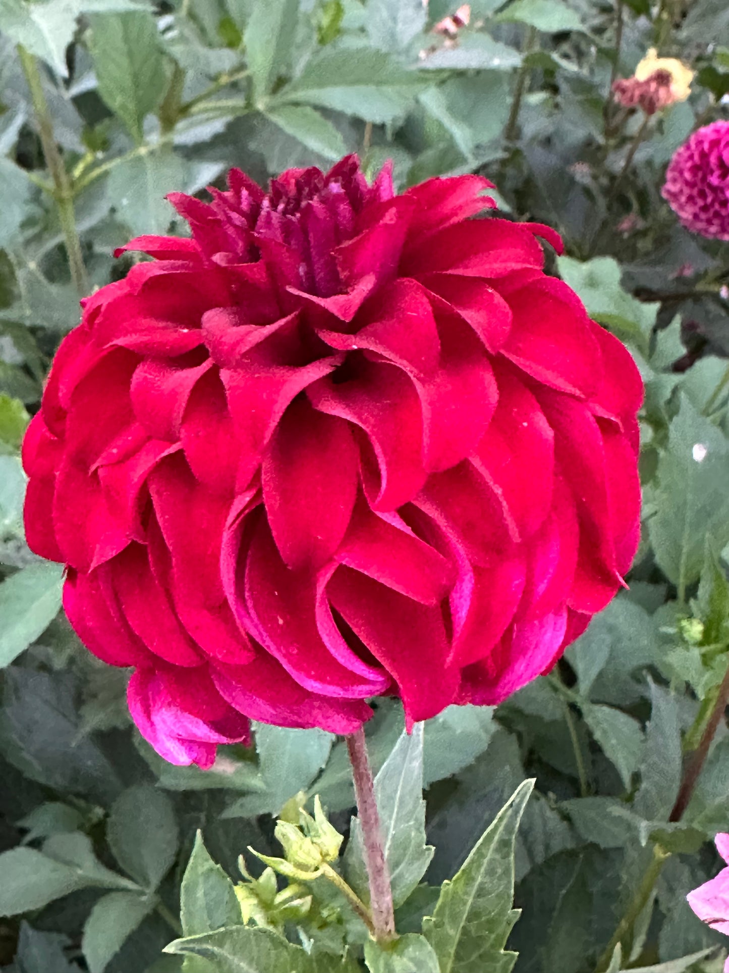 River's Penelope Dahlia Tuber