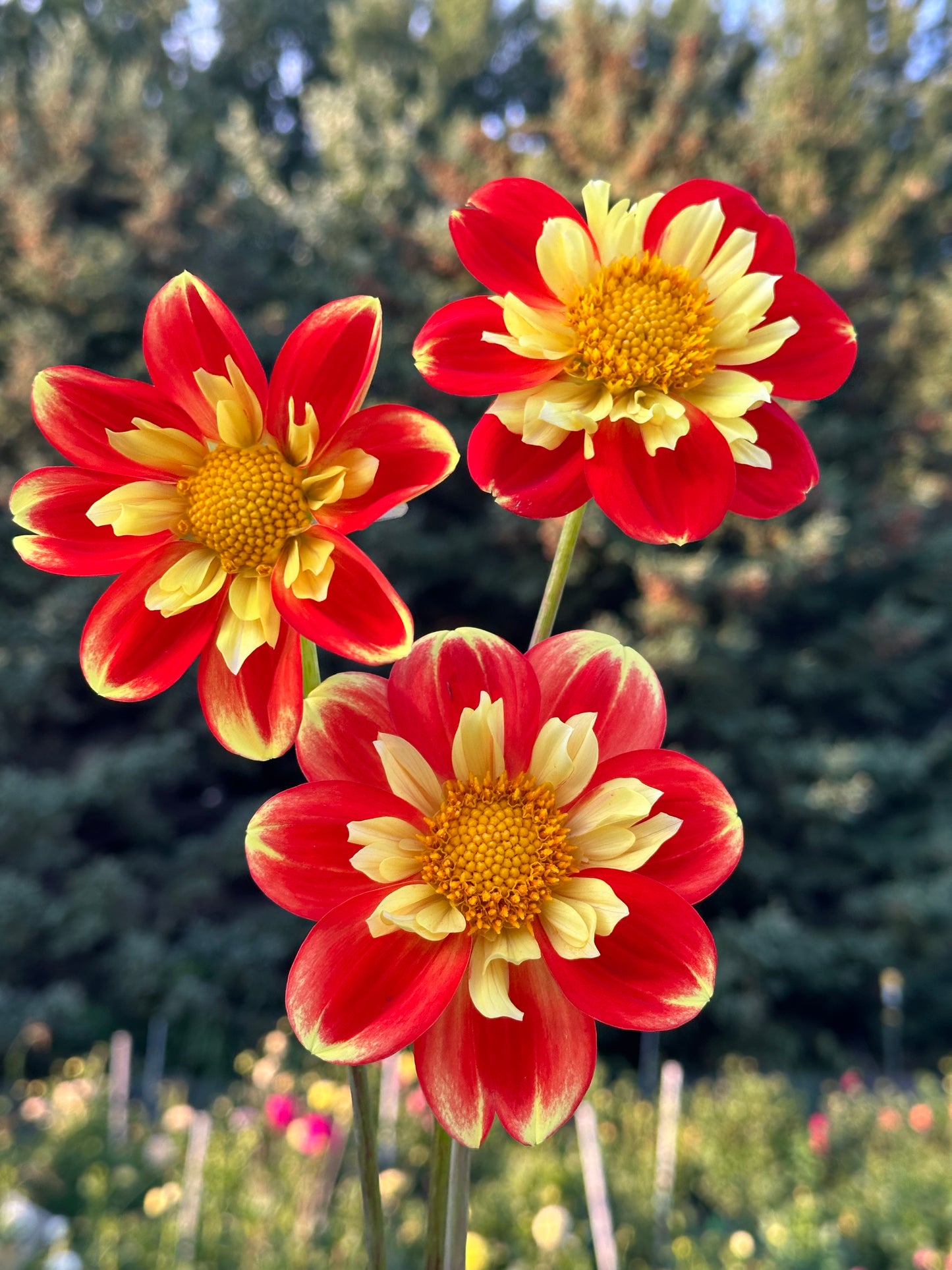 Pooh Dahlia Tuber