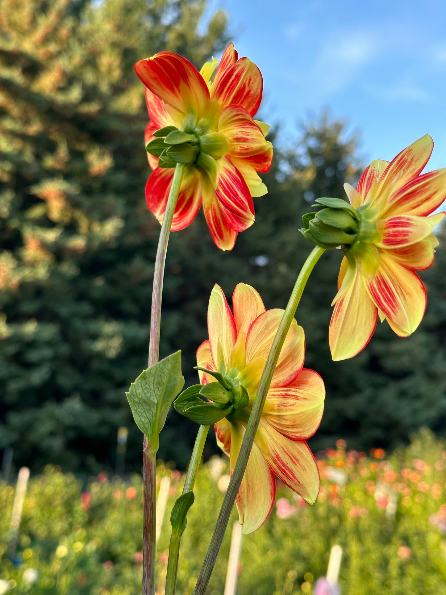 Pooh Dahlia Tuber