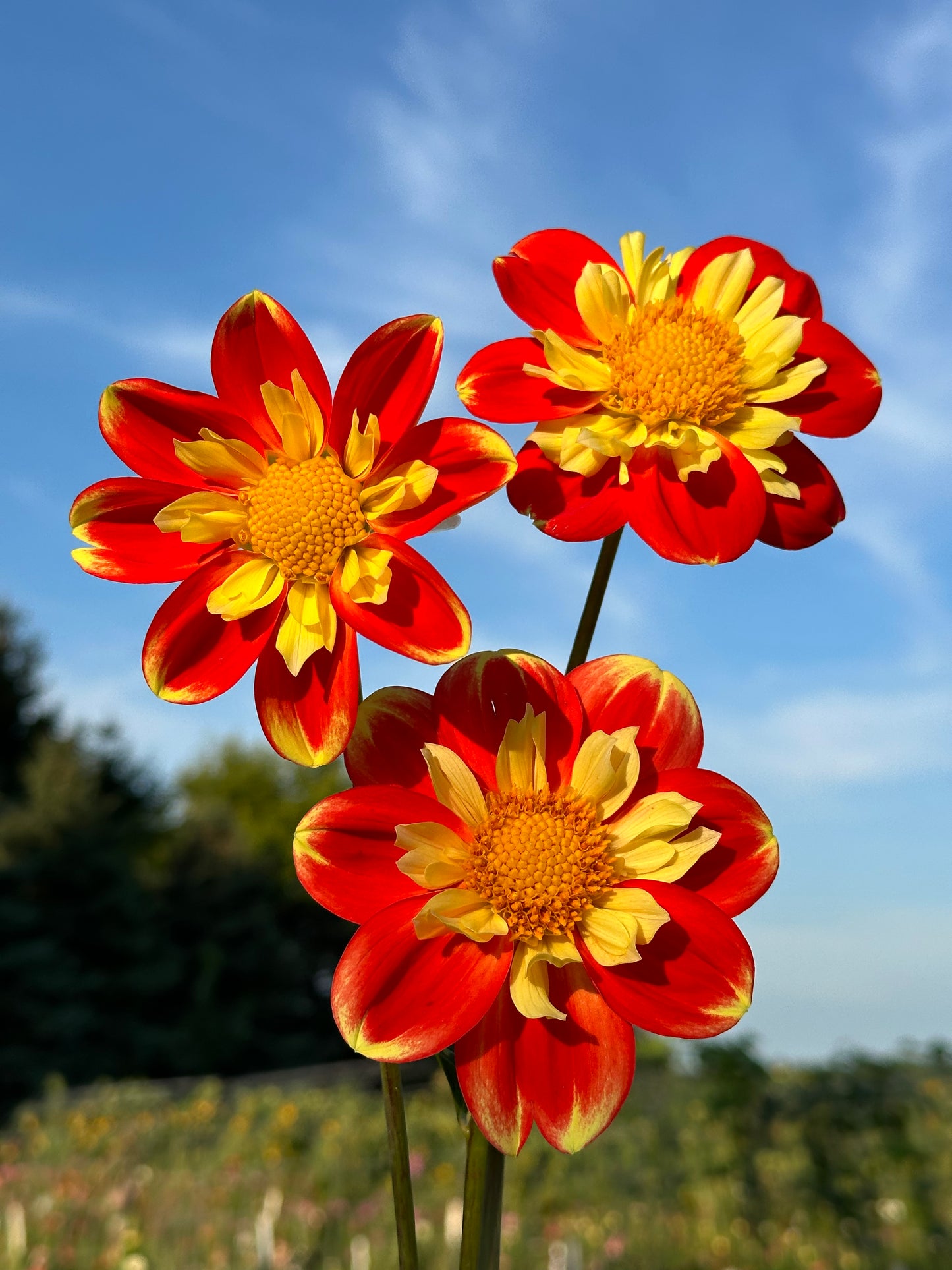 Pooh Dahlia Tuber