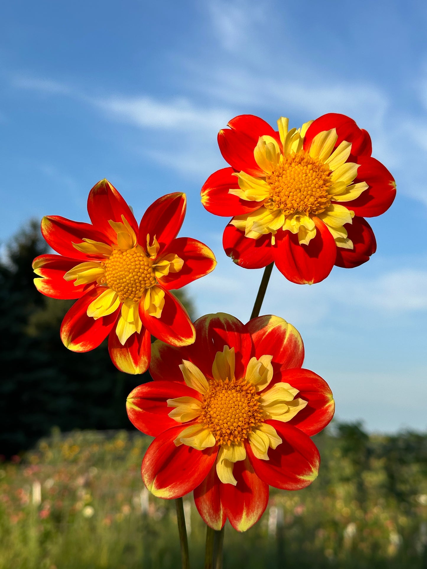 Pooh Dahlia Tuber