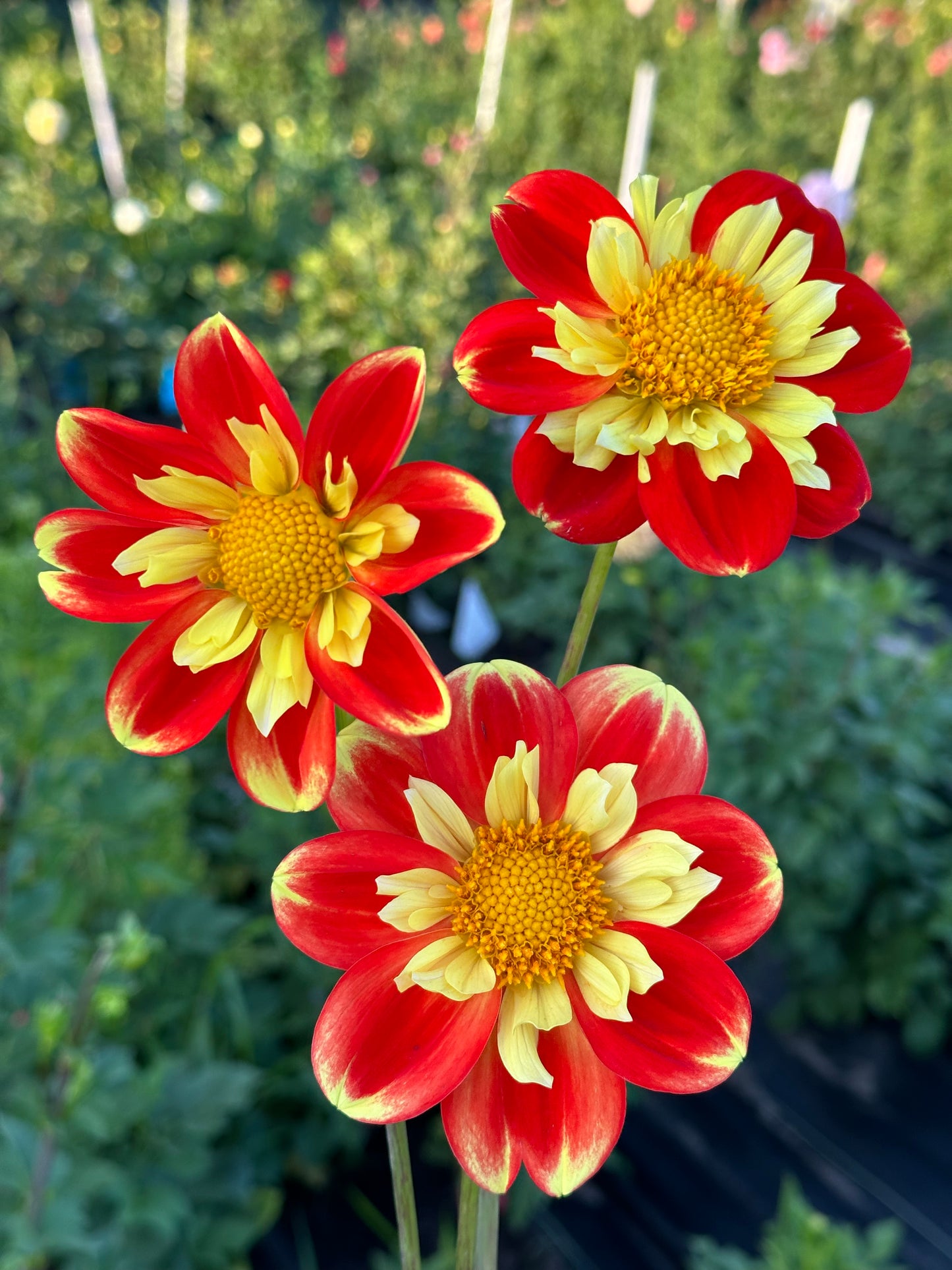 Pooh Dahlia Tuber