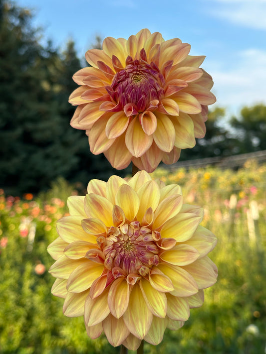 Miss Amara Dahlia Tuber
