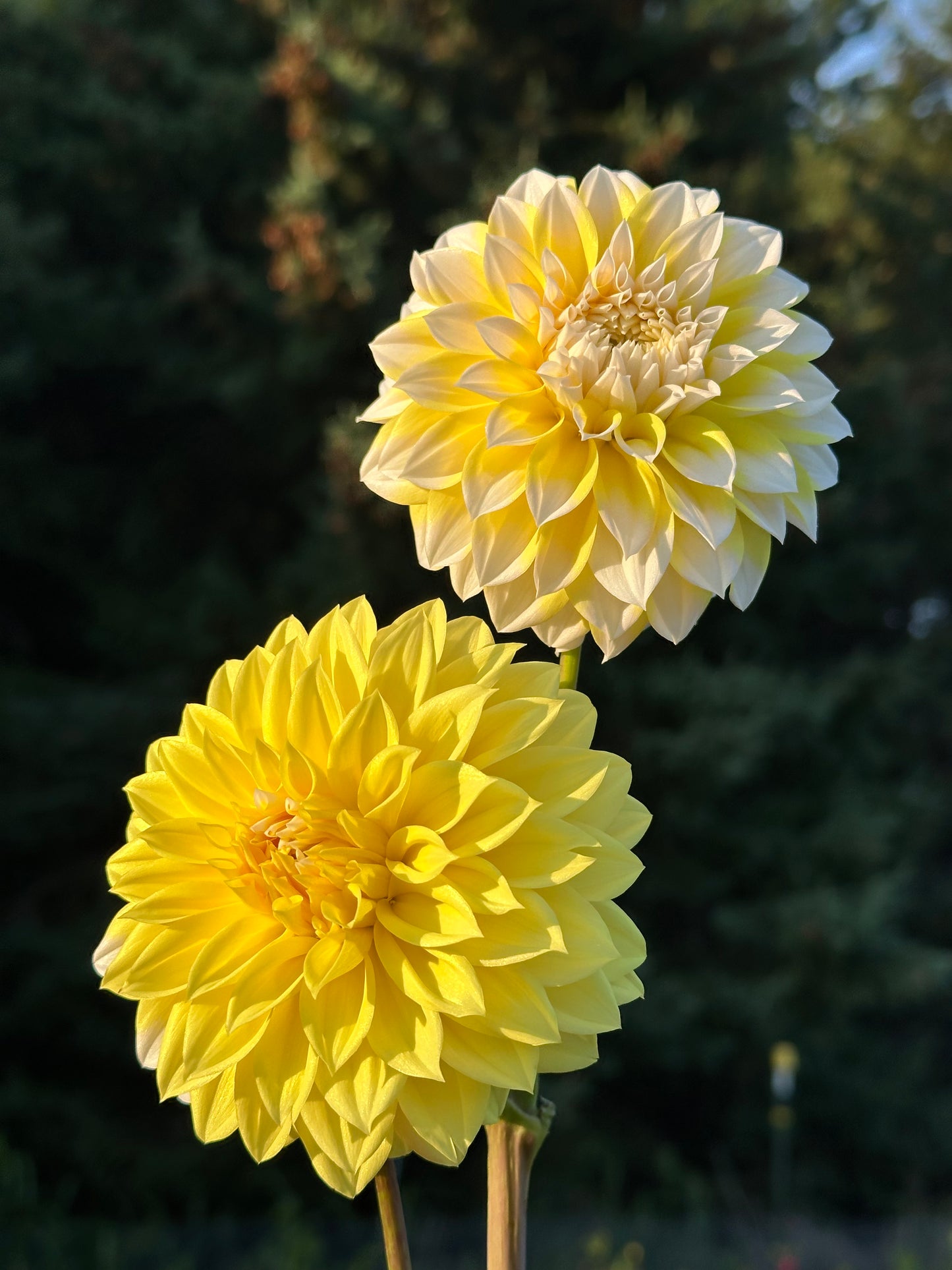 Ova Jo Dahlia Tuber