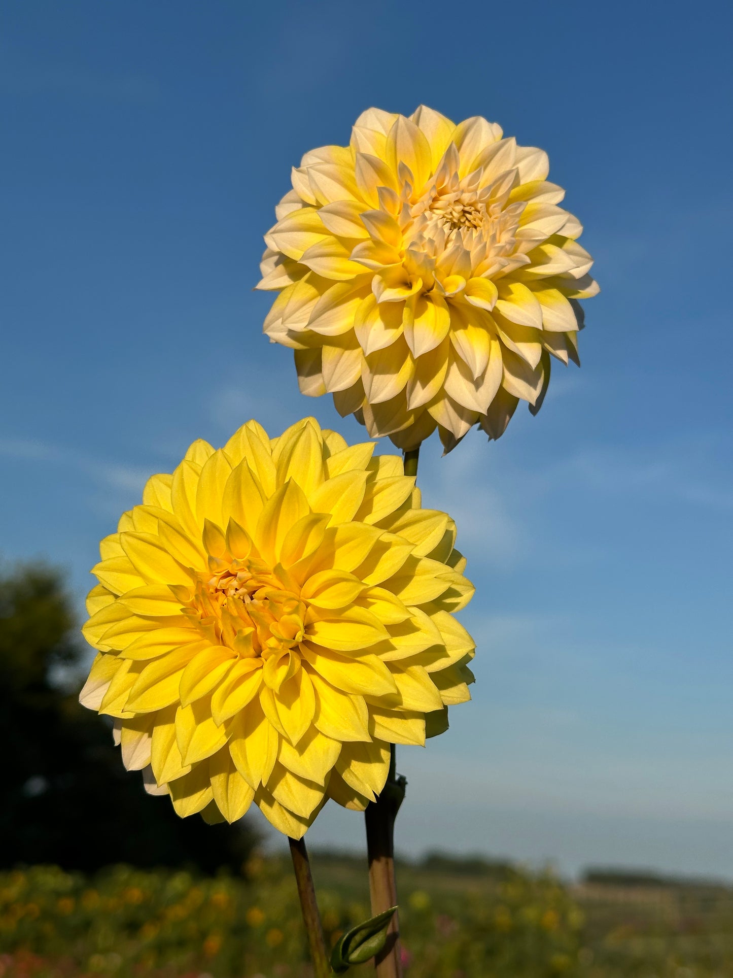 Ova Jo Dahlia Tuber
