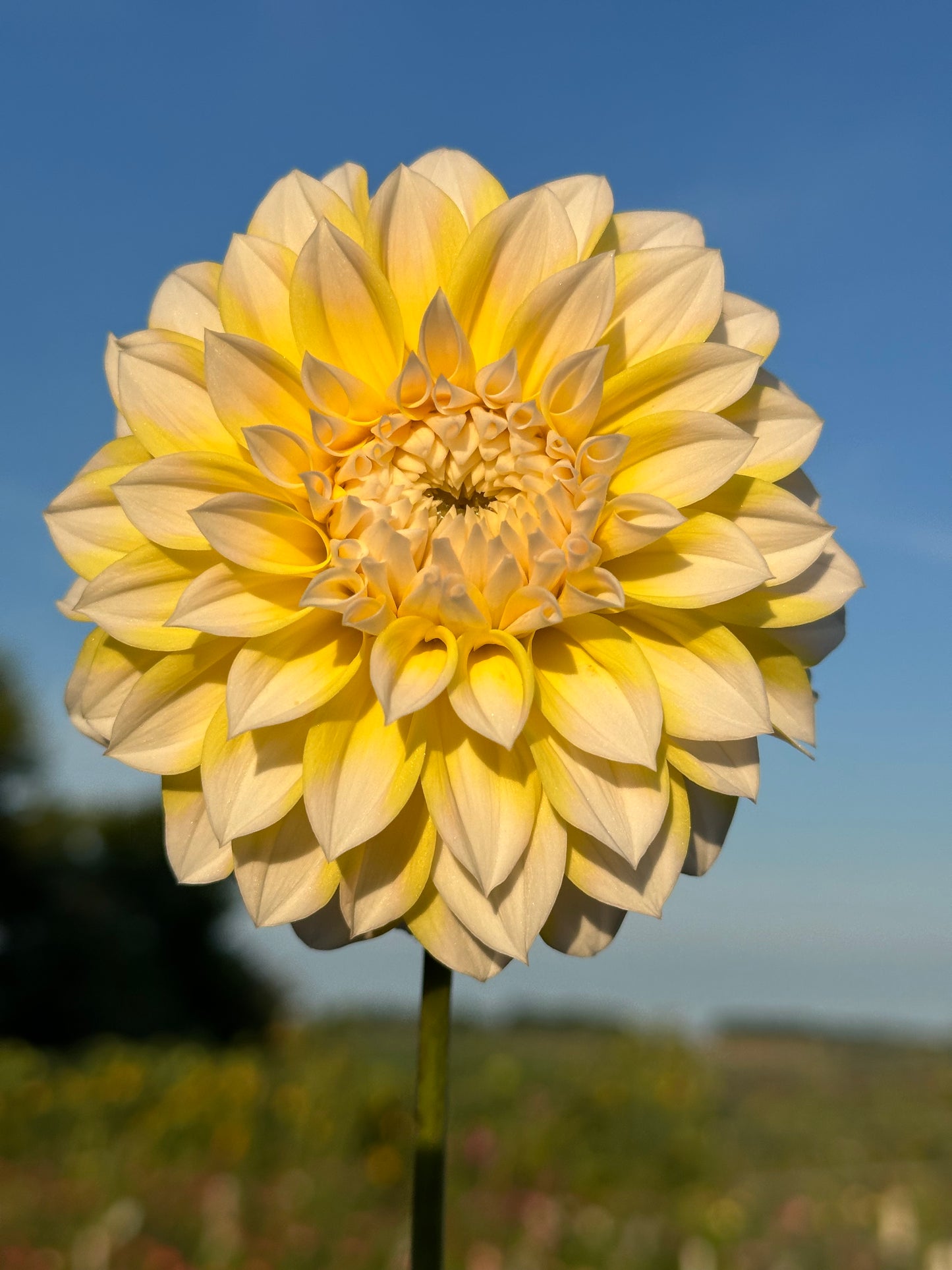 Ova Jo Dahlia Tuber