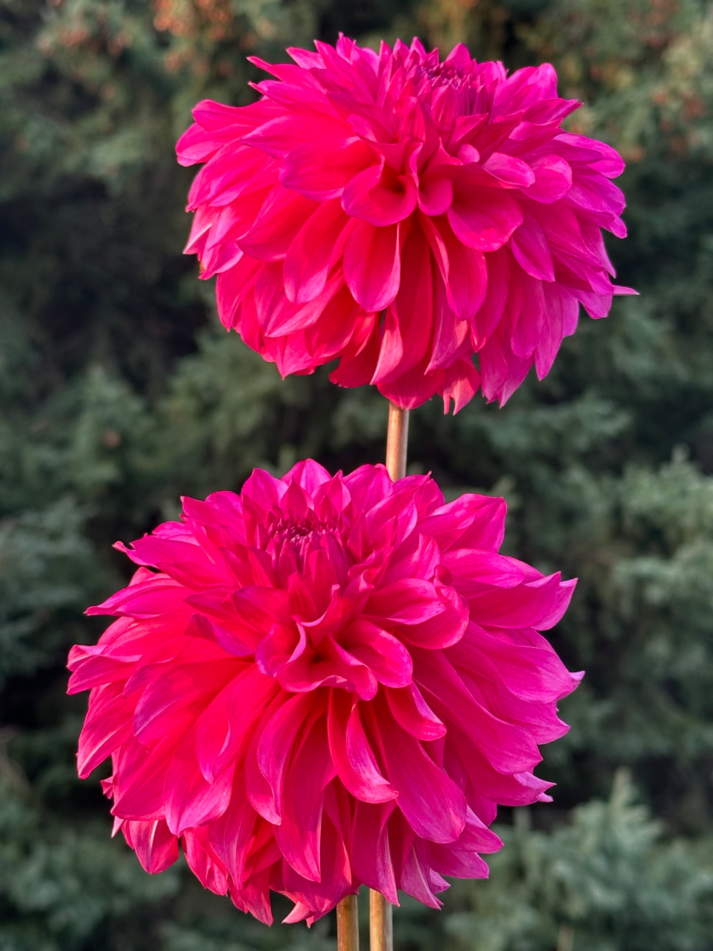 River's Bubblegum Dahlia Tuber
