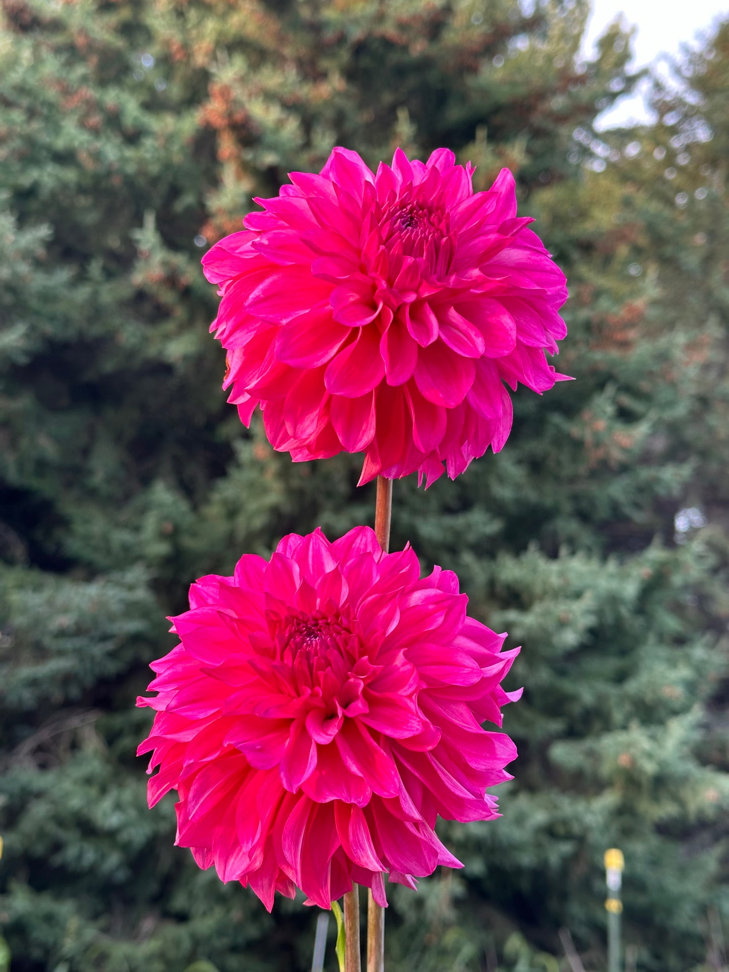 River's Bubblegum Dahlia Tuber