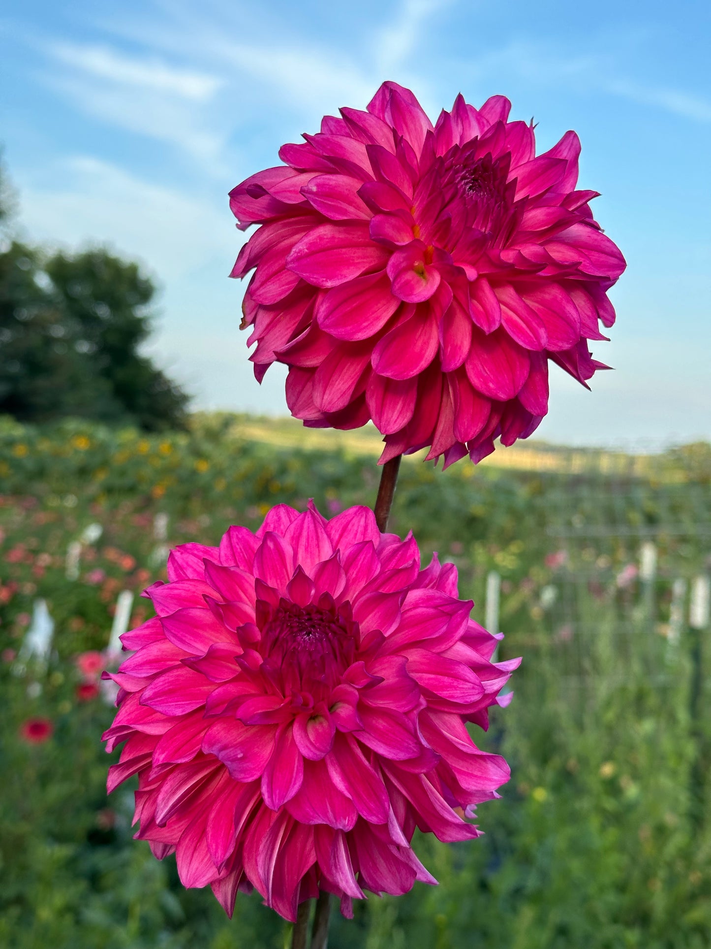 River's Bubblegum Dahlia Tuber