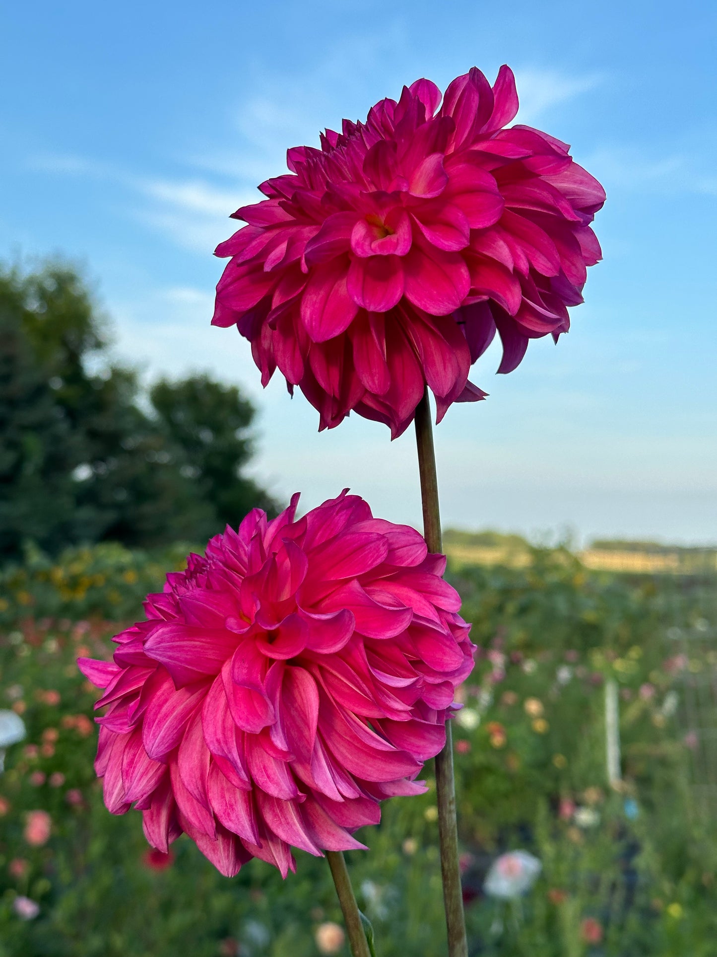 River's Bubblegum Dahlia Tuber