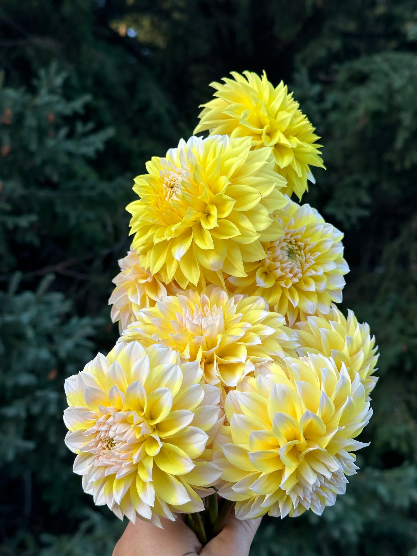 Ova Jo Dahlia Tuber