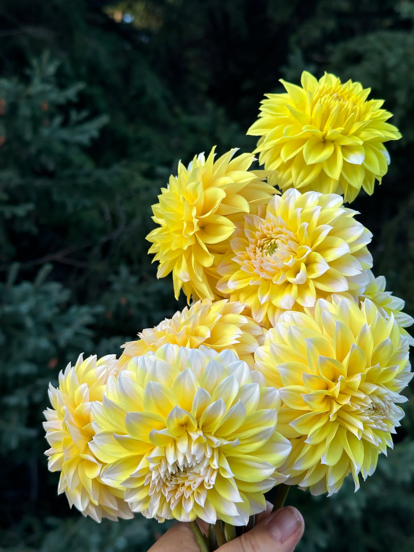 Ova Jo Dahlia Tuber