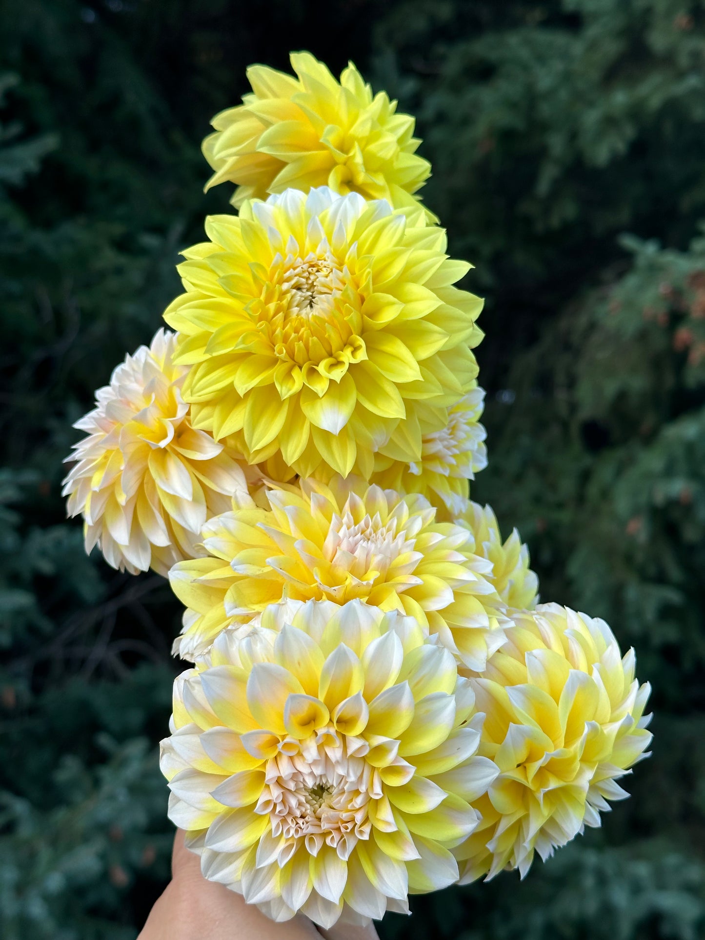 Ova Jo Dahlia Tuber