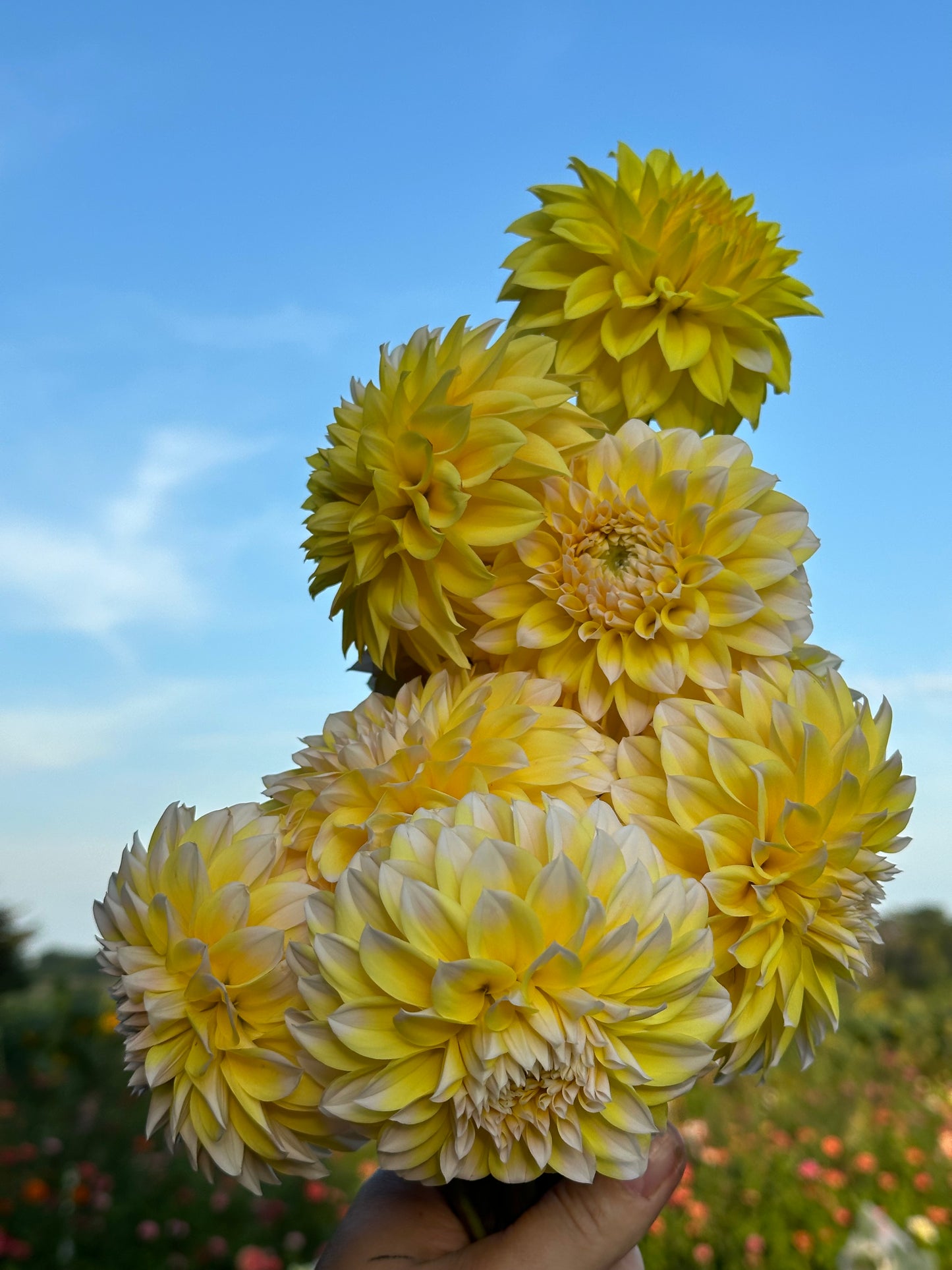 Ova Jo Dahlia Tuber