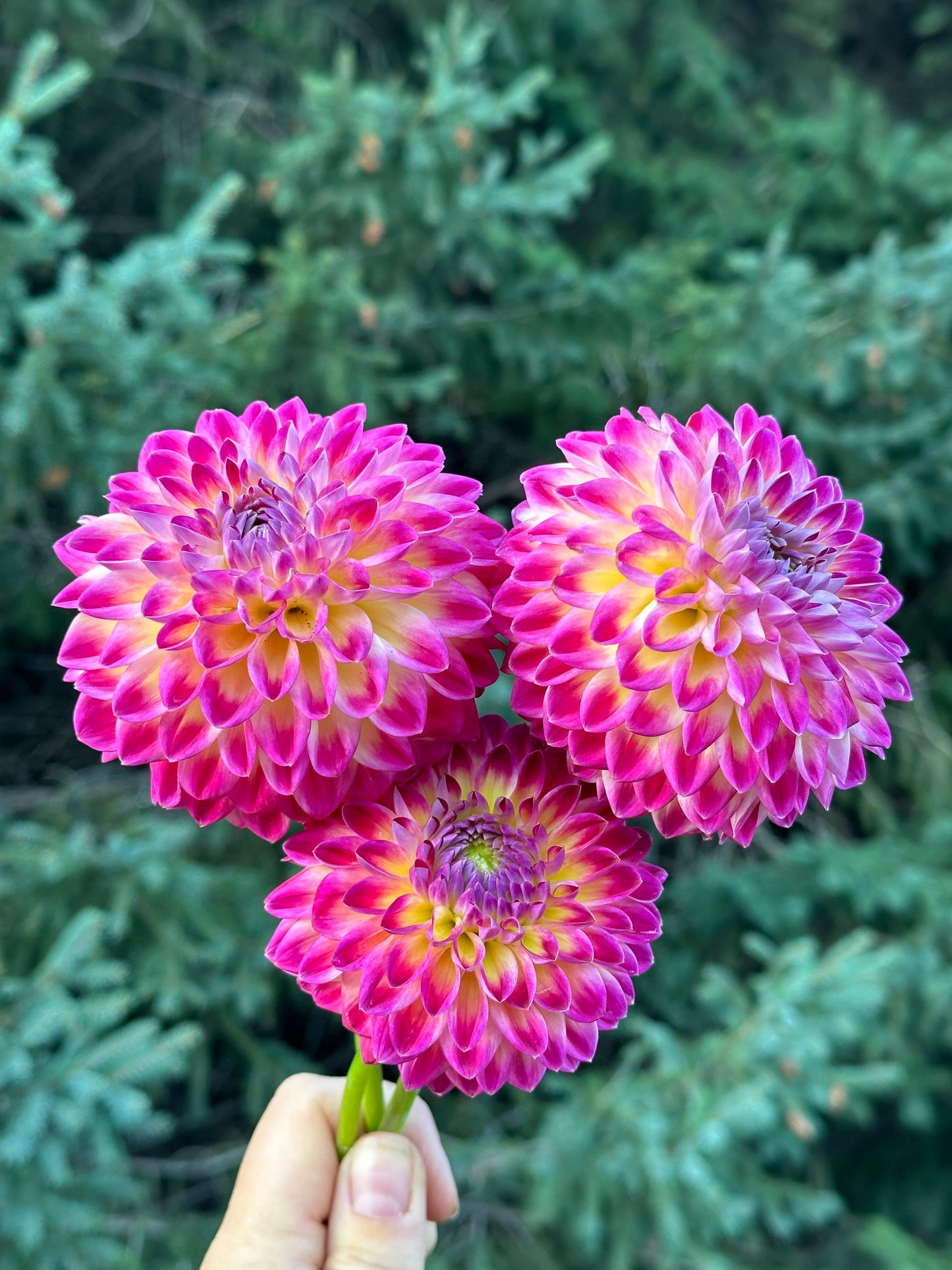 Hapet Daydream Dahlia Tuber