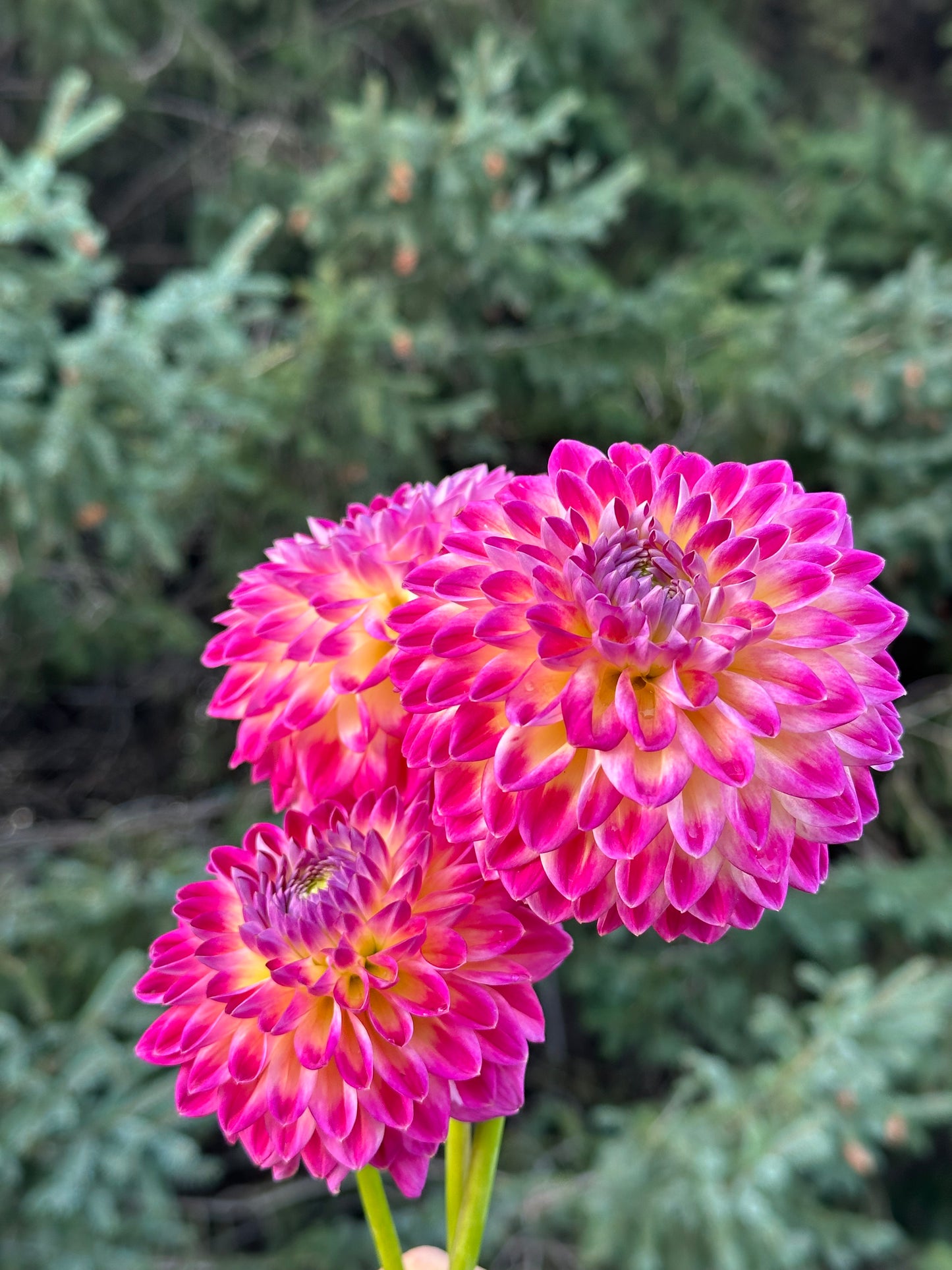 Hapet Daydream Dahlia Tuber