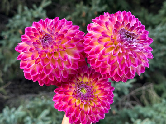 Hapet Daydream Dahlia Tuber