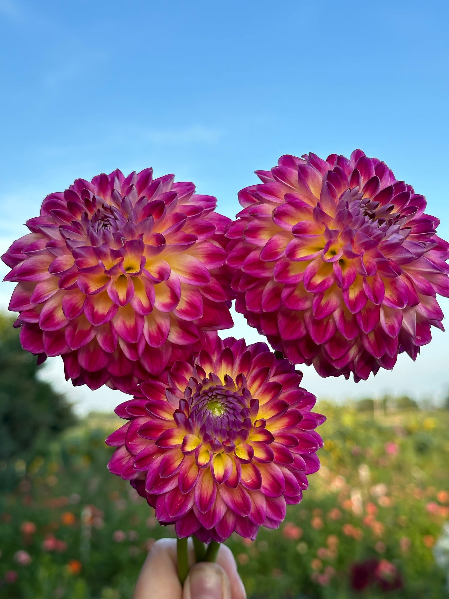 Hapet Daydream Dahlia Tuber
