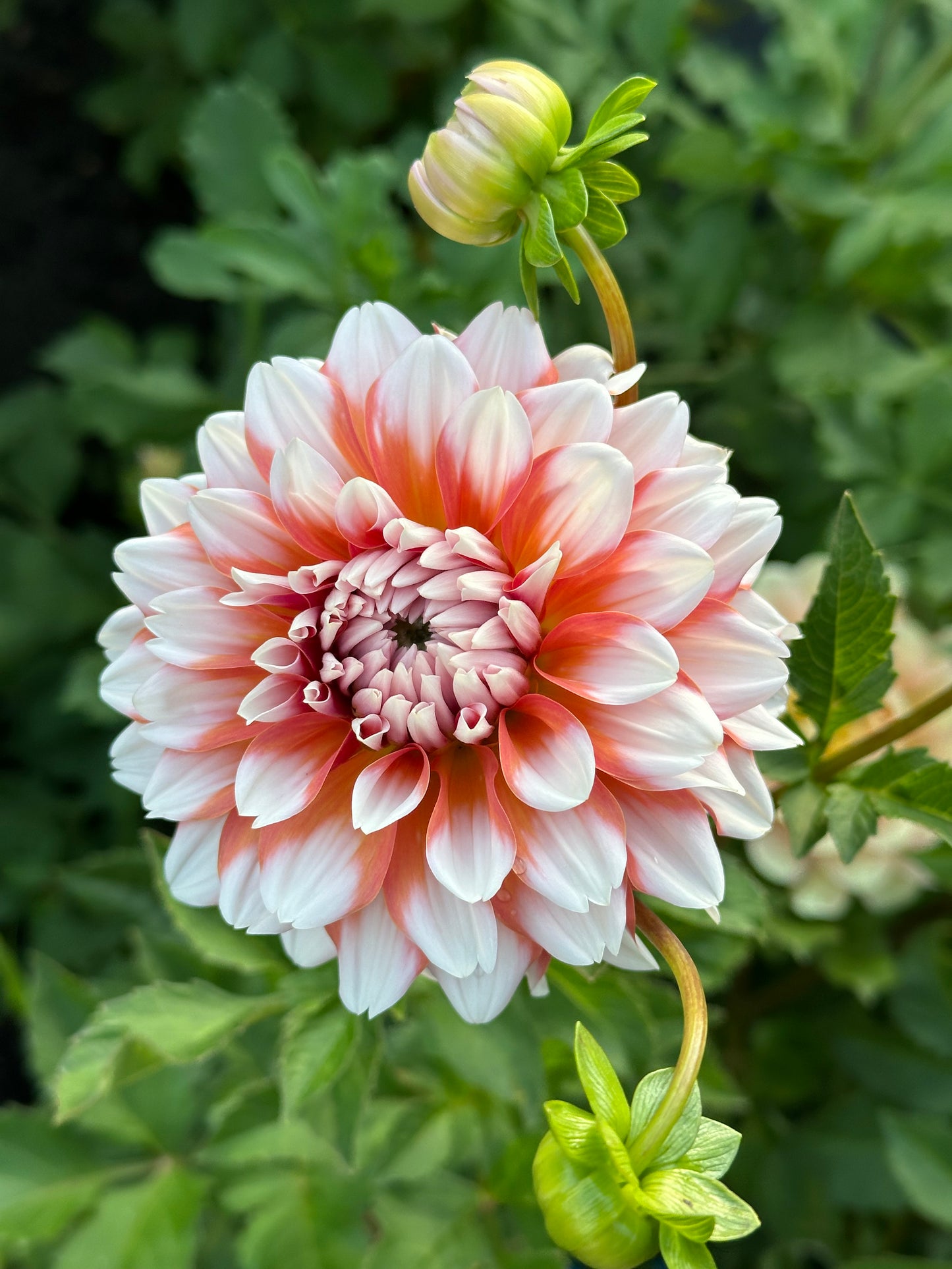 A La Mode Dahlia Tuber