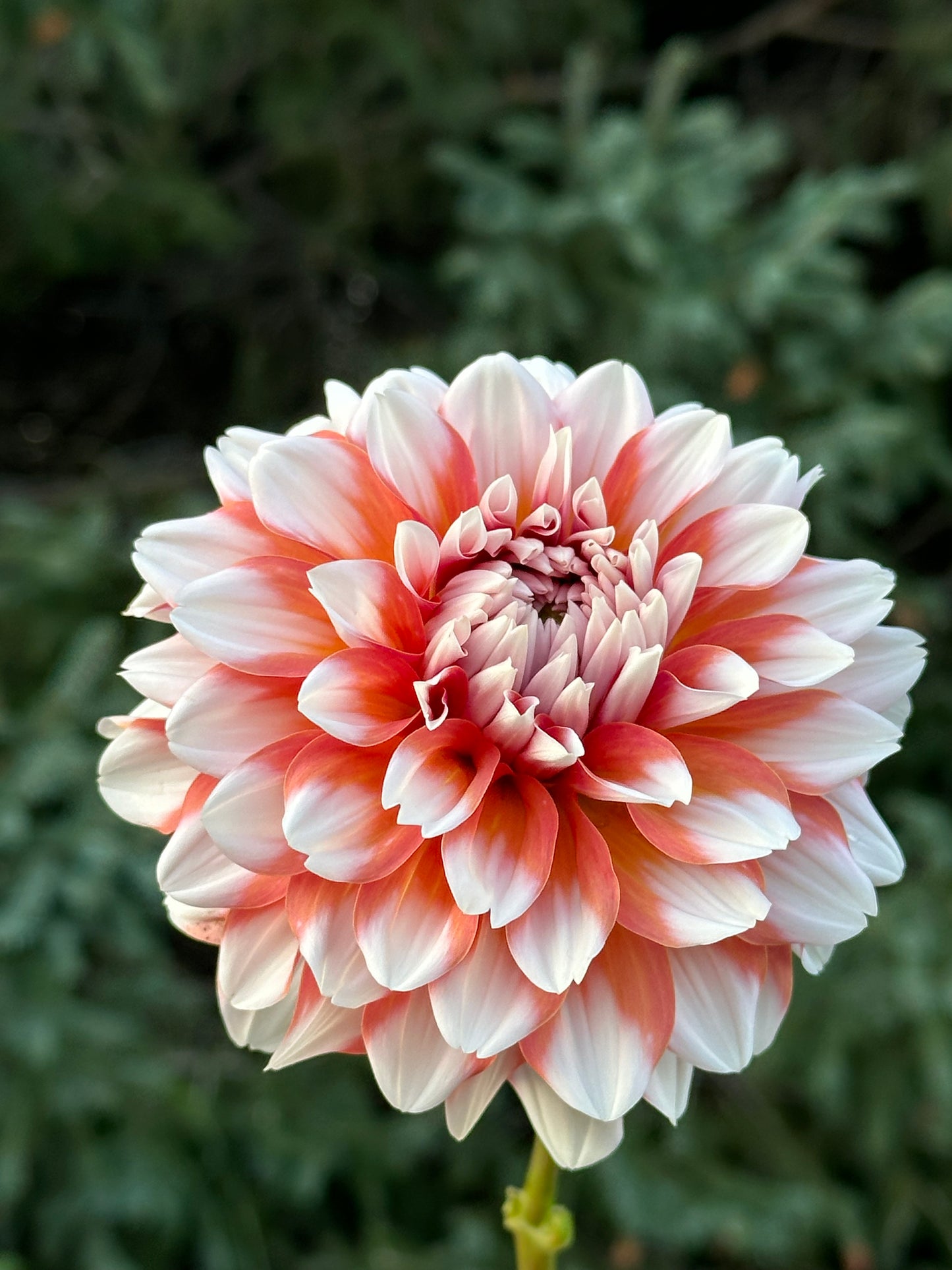 A La Mode Dahlia Tuber