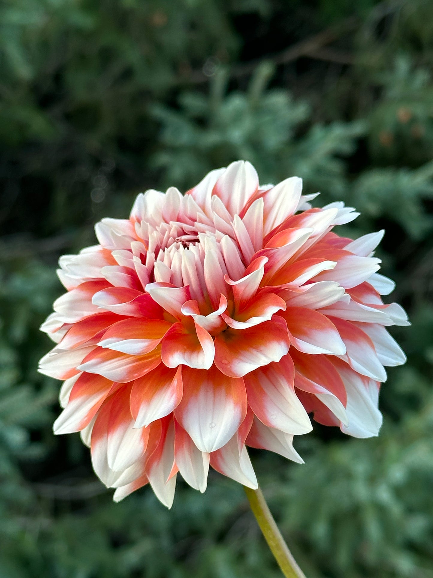 A La Mode Dahlia Tuber