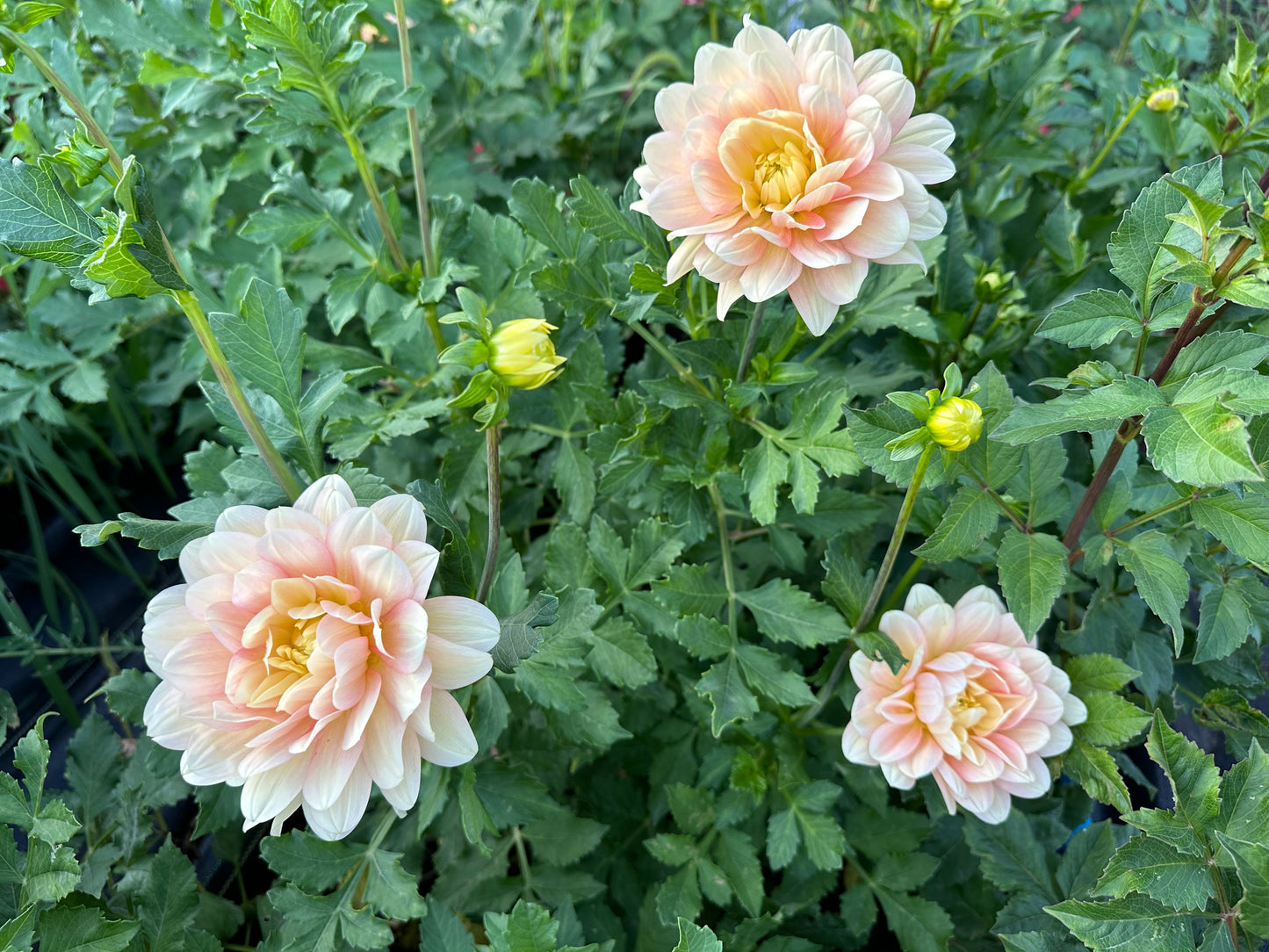 Day Dreamer Dahlia Tuber
