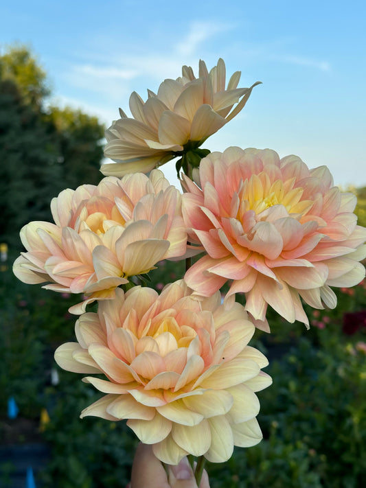 Day Dreamer Dahlia Tuber