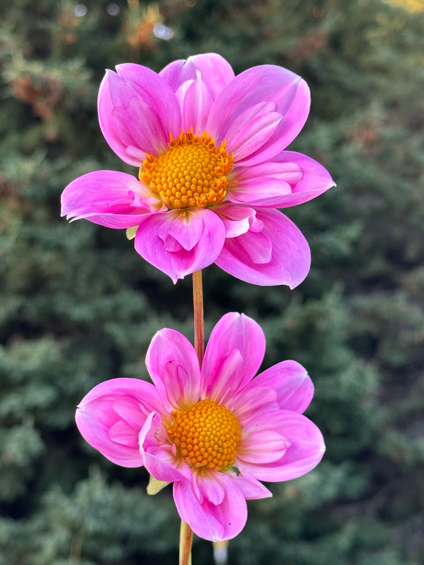 Rosy Wings Dahlia Tubers