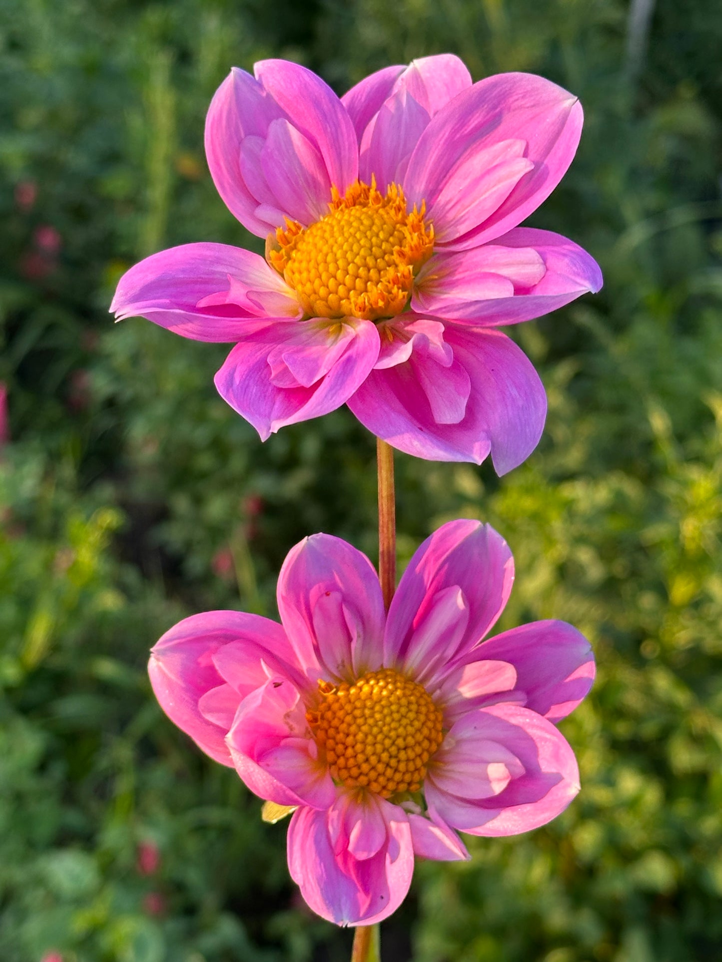 Rosy Wings Dahlia Tubers