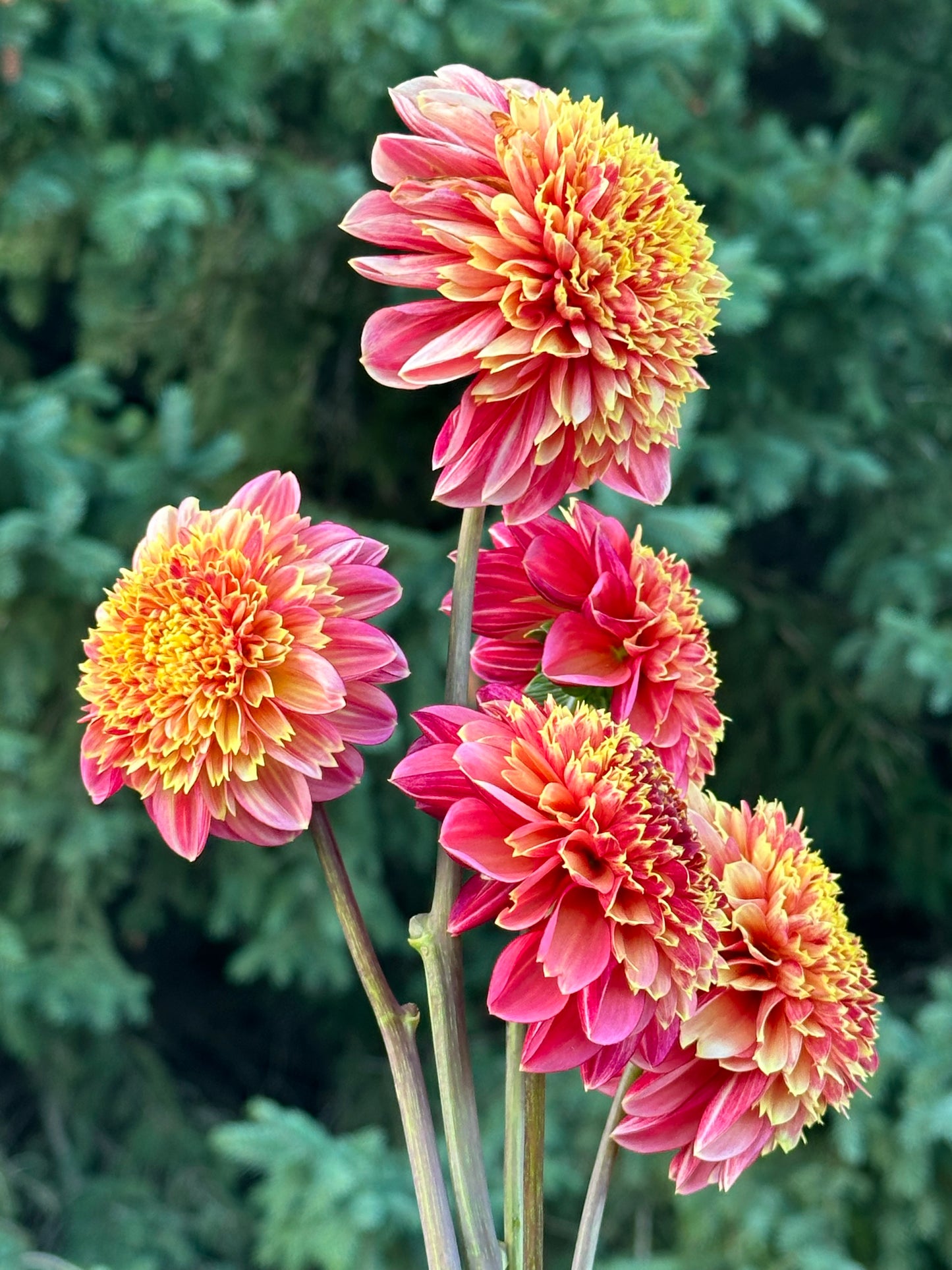 BJ's Rival Dahlia Tuber