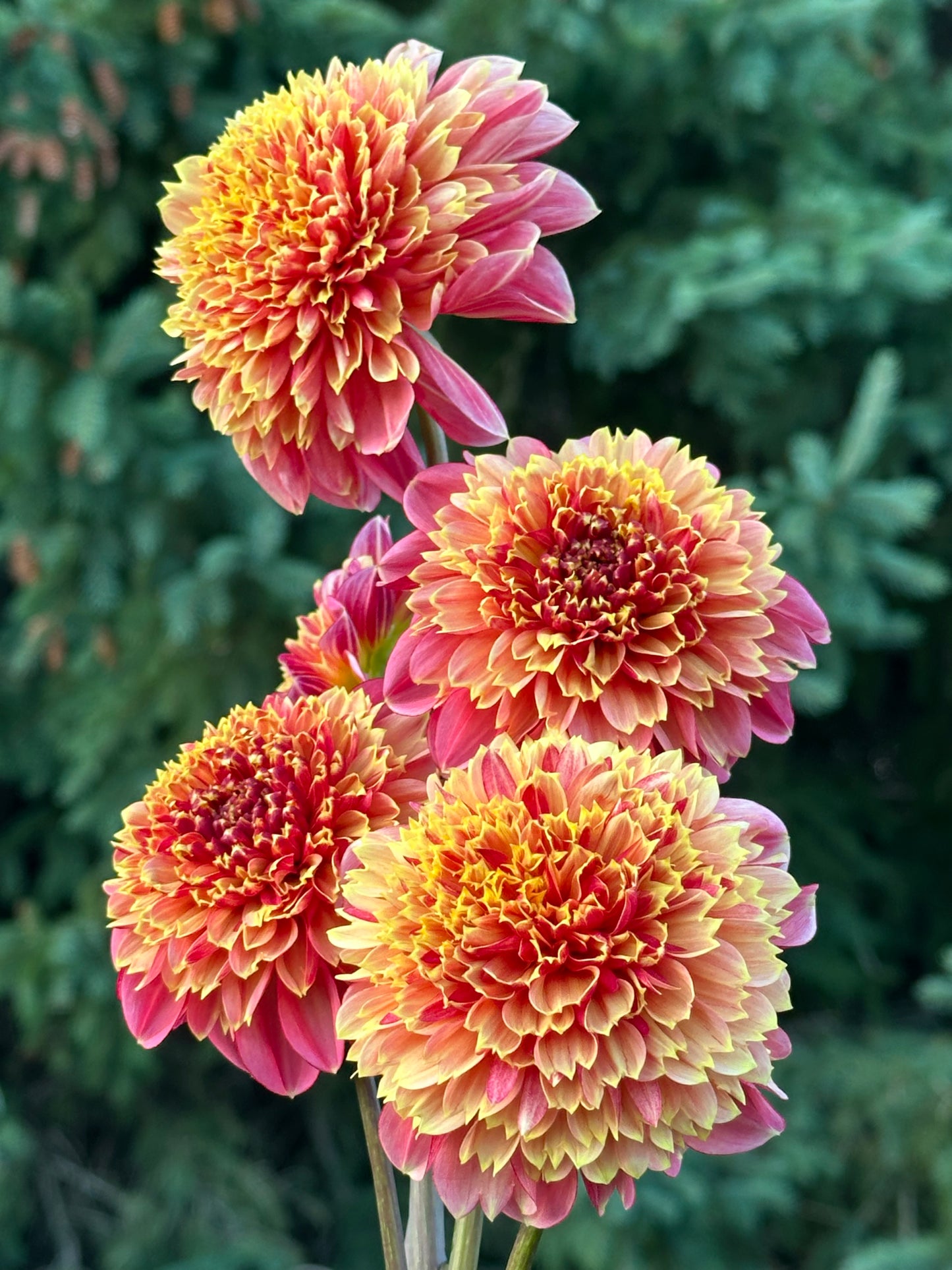 BJ's Rival Dahlia Tuber