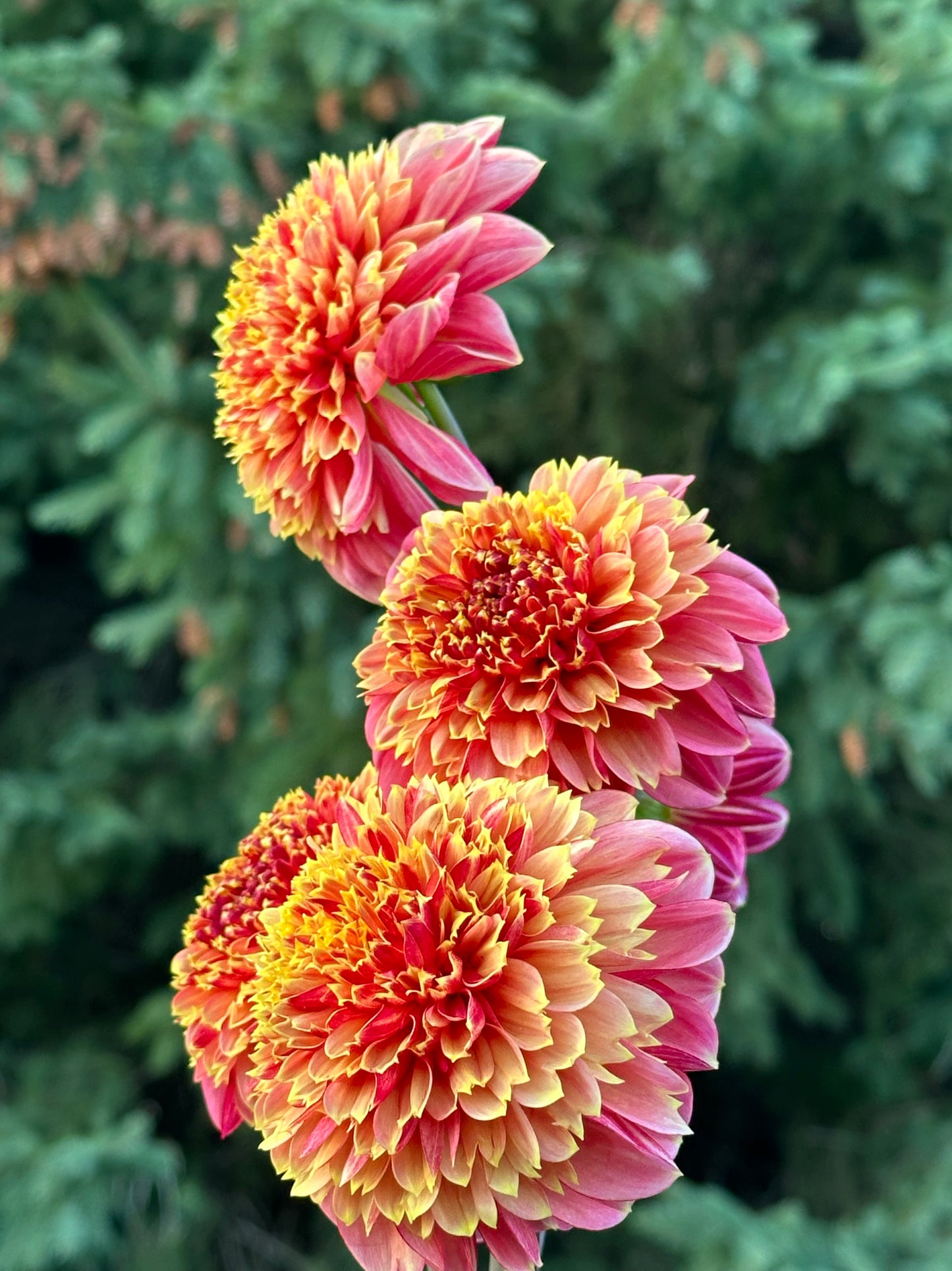 BJ's Rival Dahlia Tuber