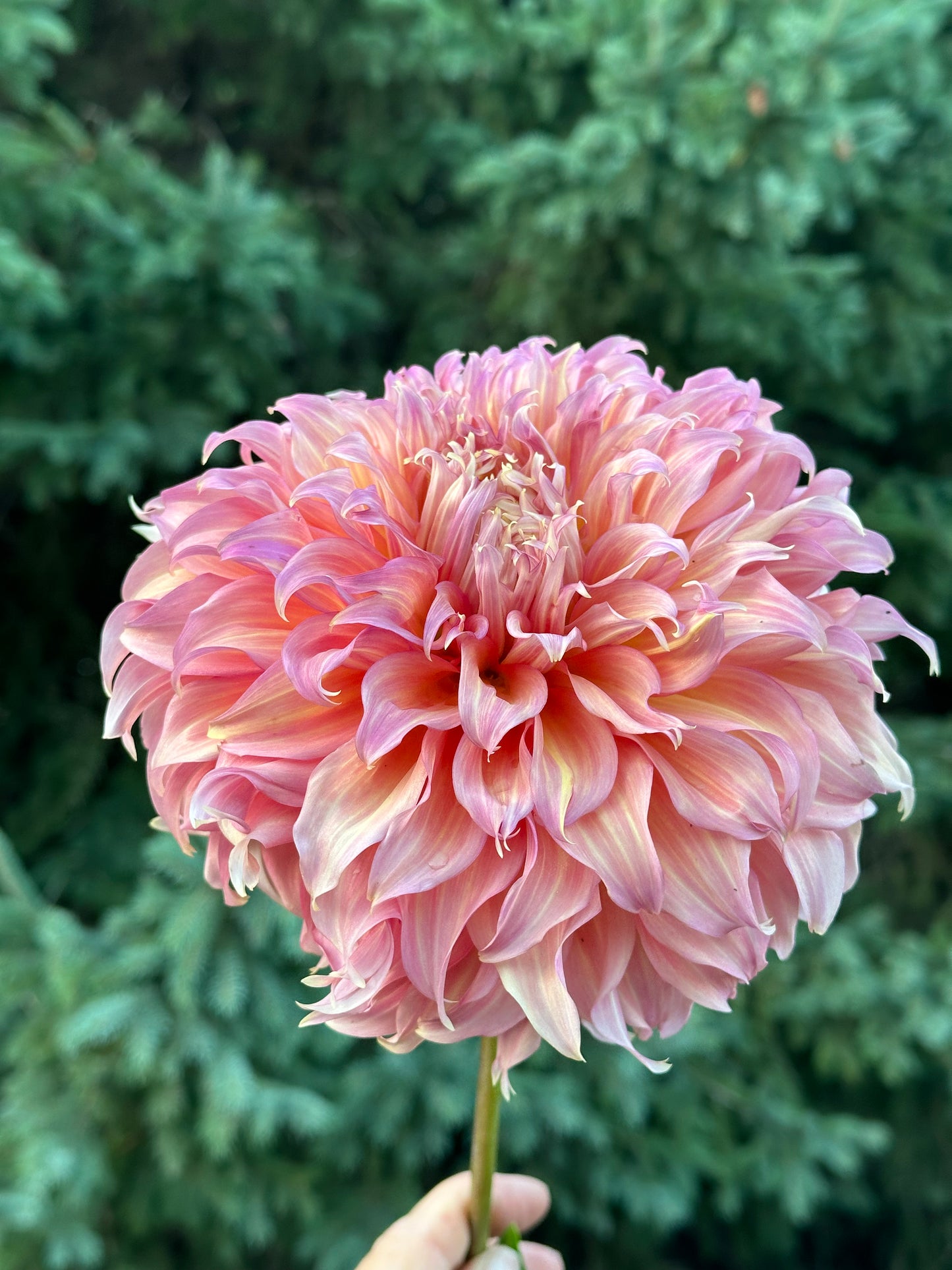 Summer Rain Dahlia Tuber