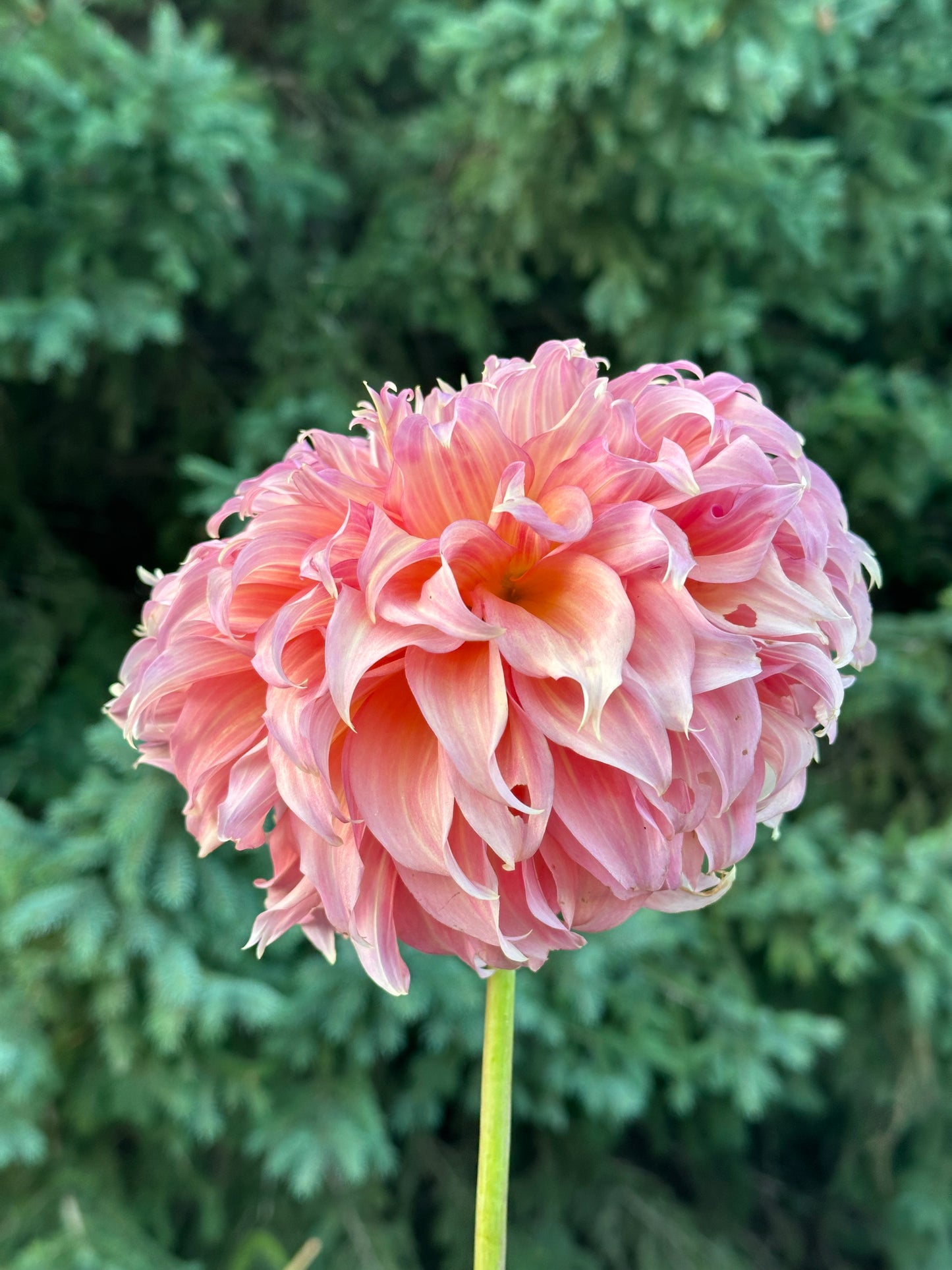Summer Rain Dahlia Tuber