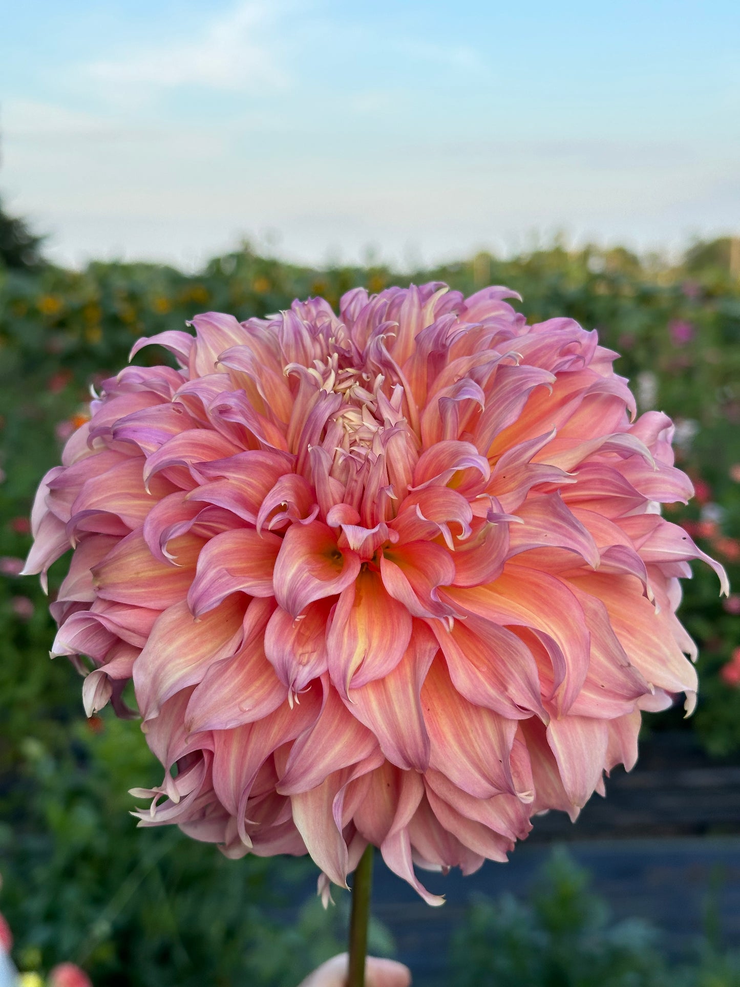 Summer Rain Dahlia Tuber