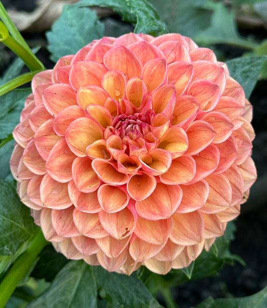 Snoho Doris Dahlia Tuber