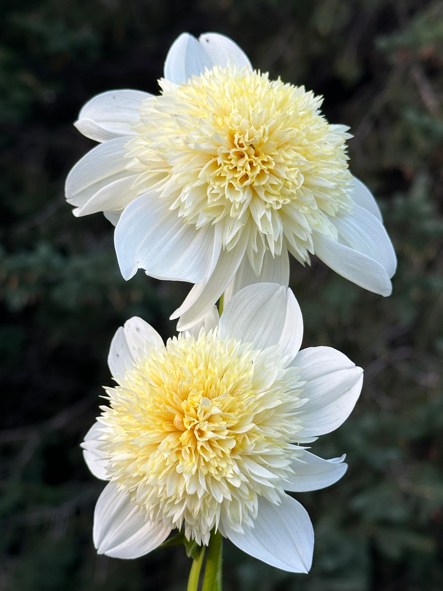 Platinum Blonde Dahlia Tuber