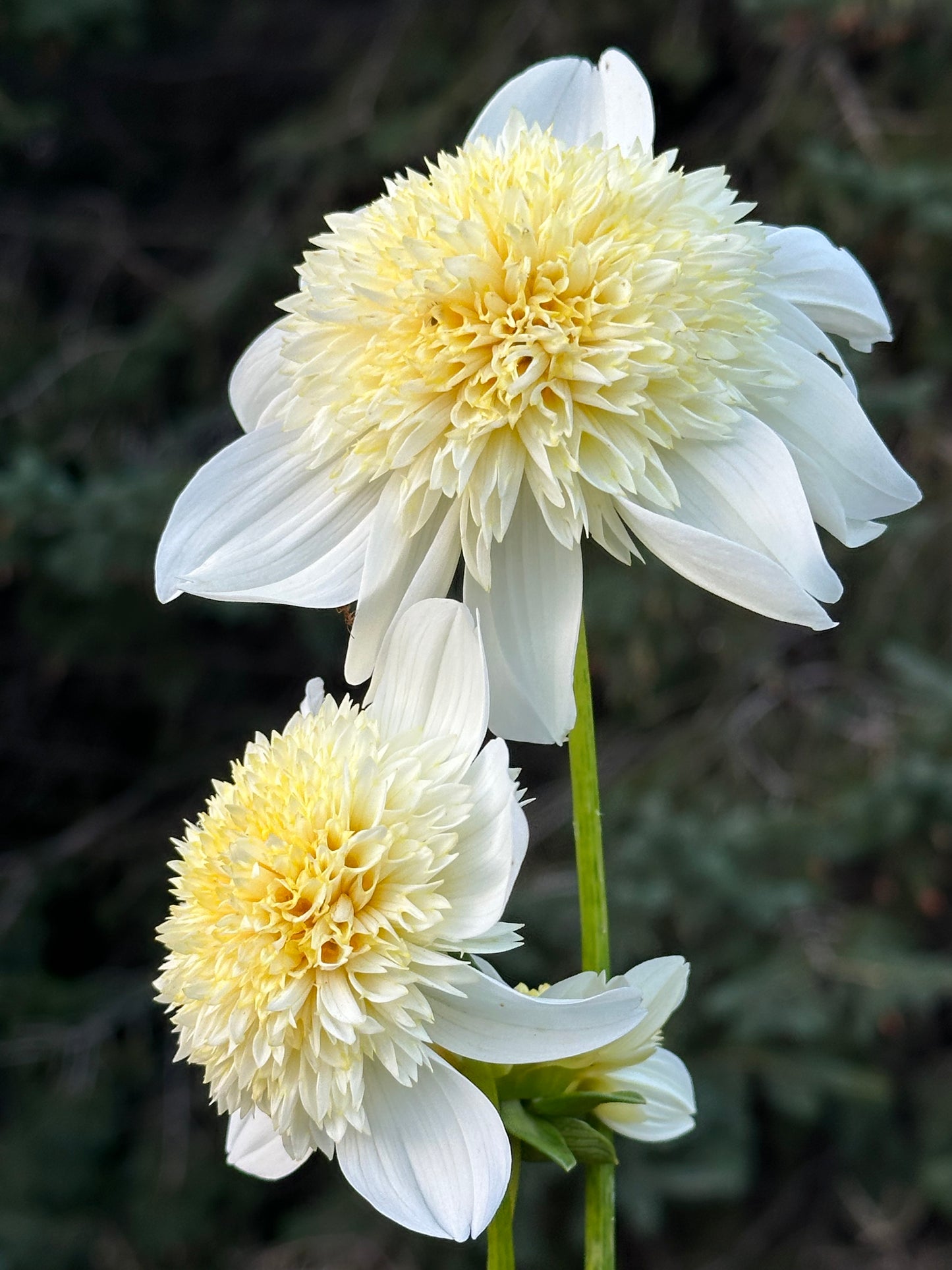 Platinum Blonde Dahlia Tuber