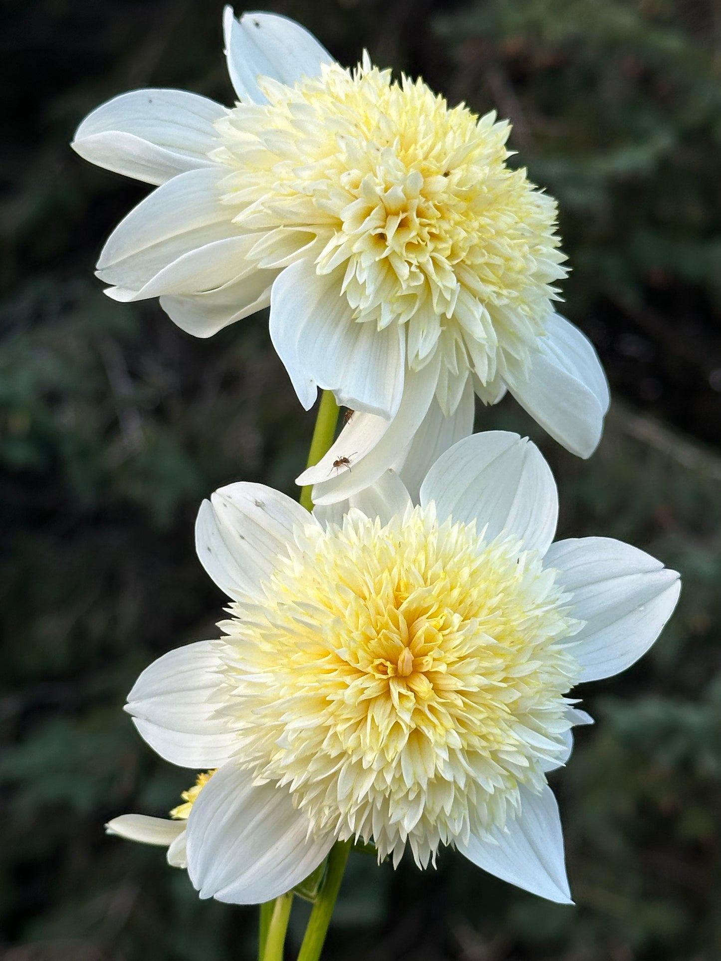 Platinum Blonde Dahlia Tuber