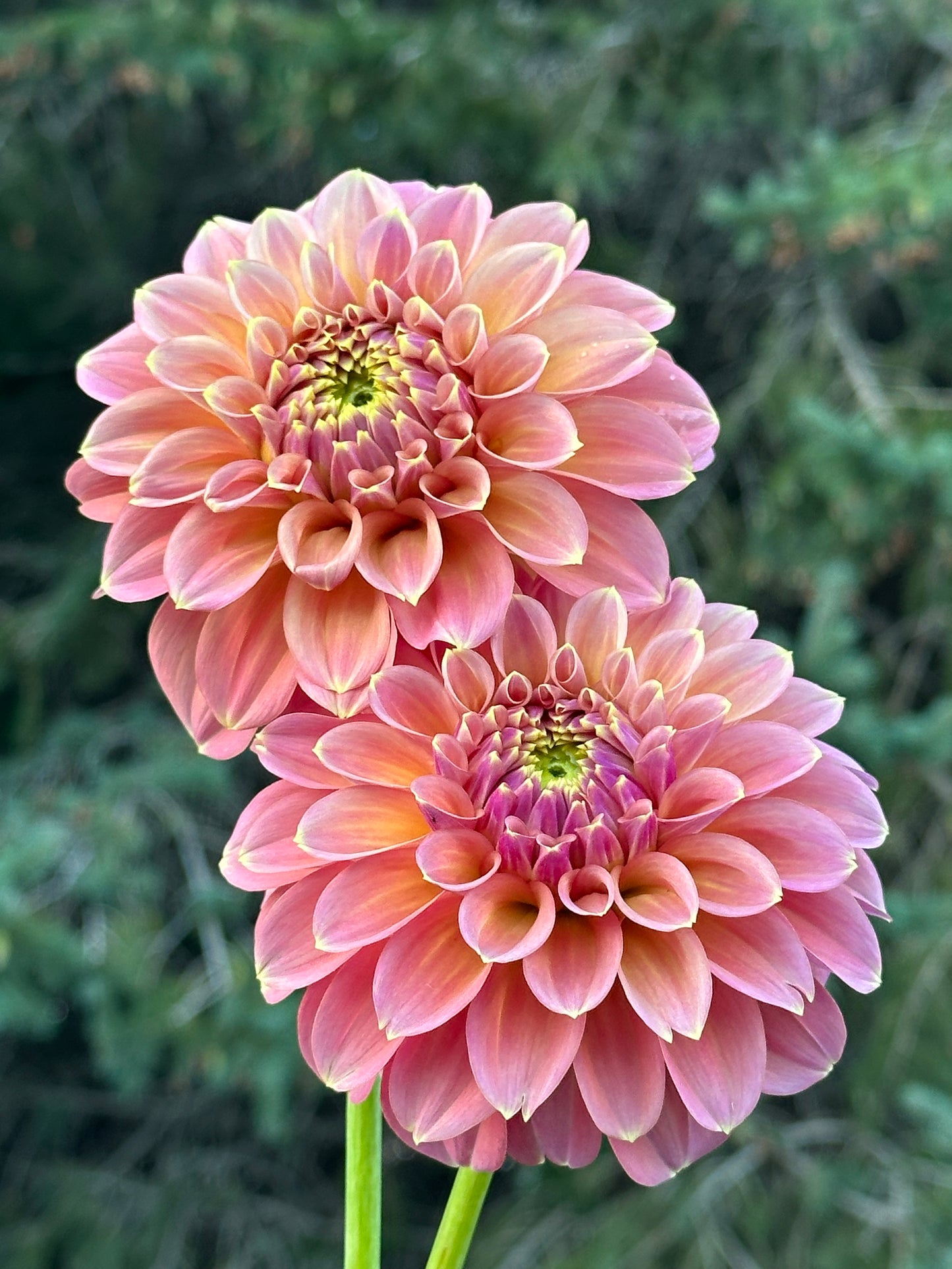 Peachy Parade Dahlia Tuber