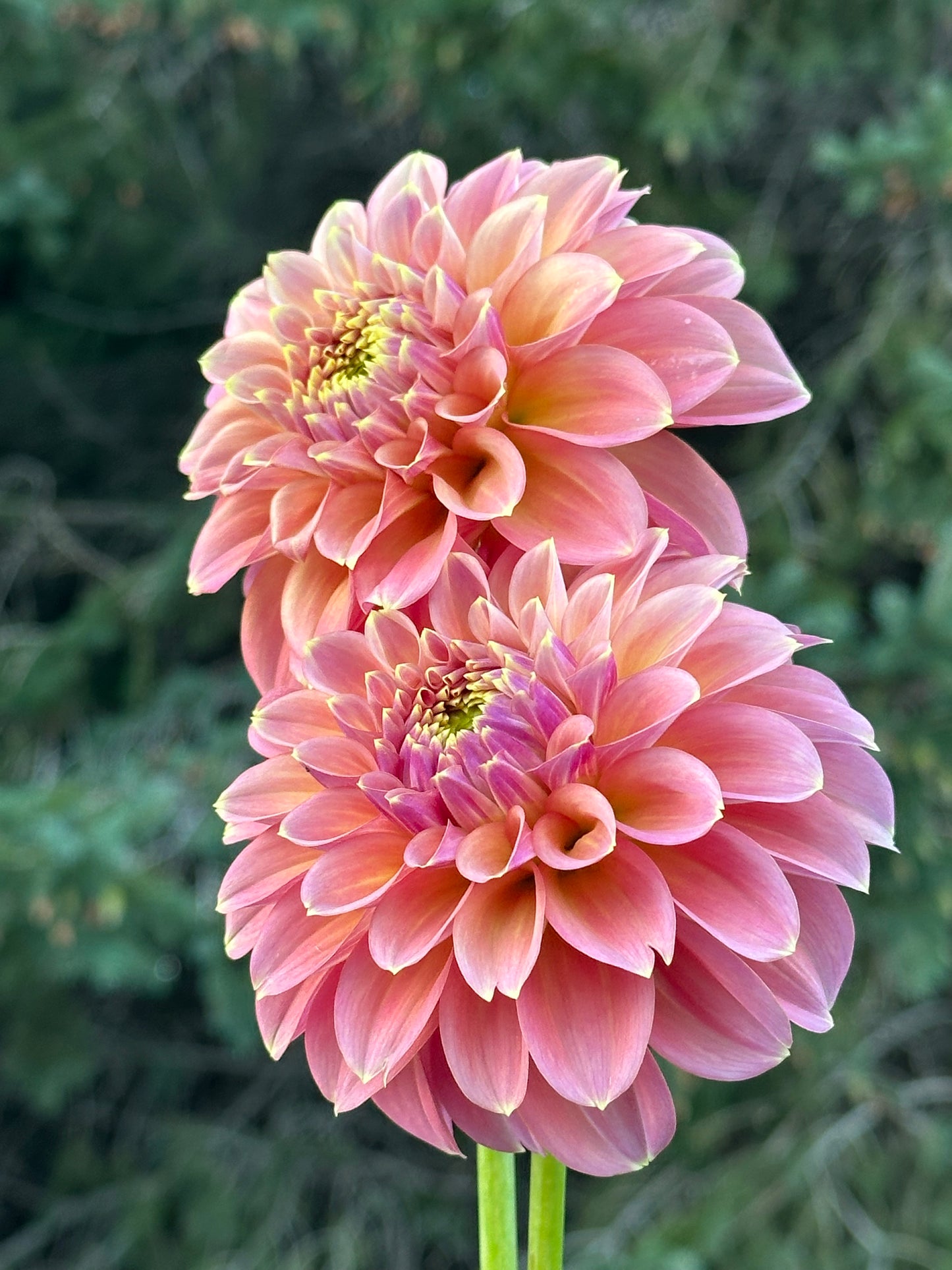 Peachy Parade Dahlia Tuber