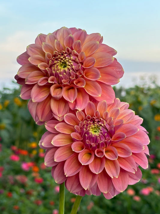Peachy Parade Dahlia Tuber